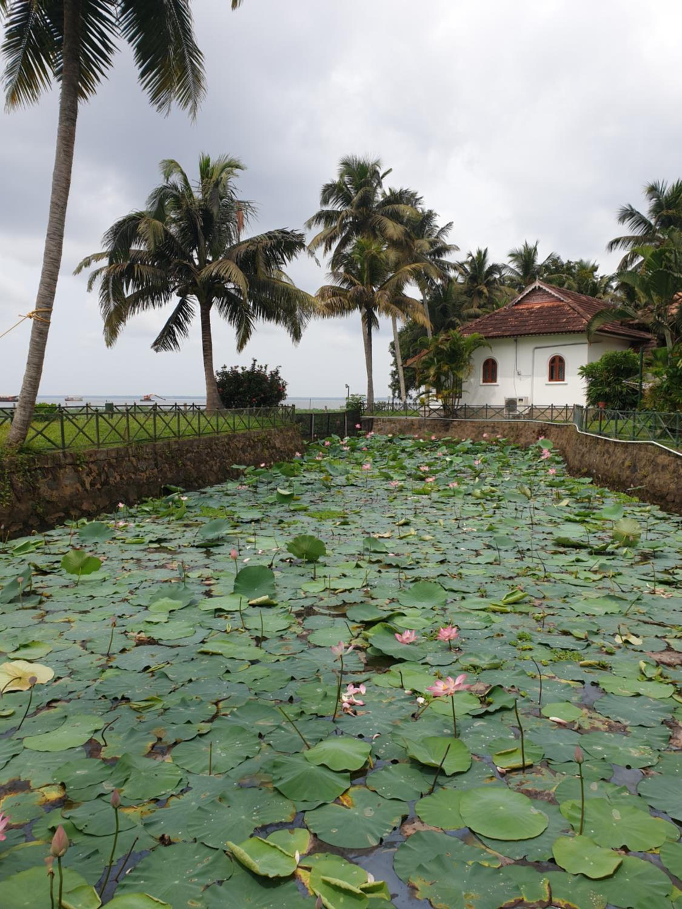Backwater Ripples Kumarakom
