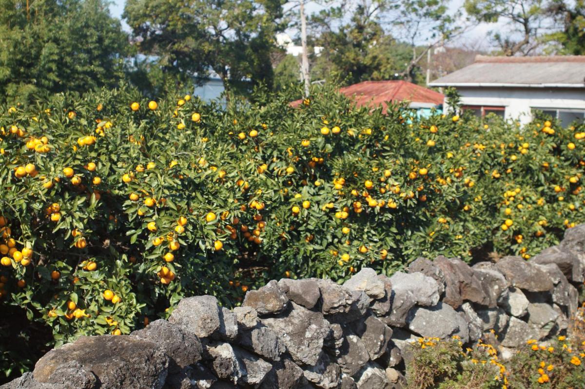 Yerae Pension
