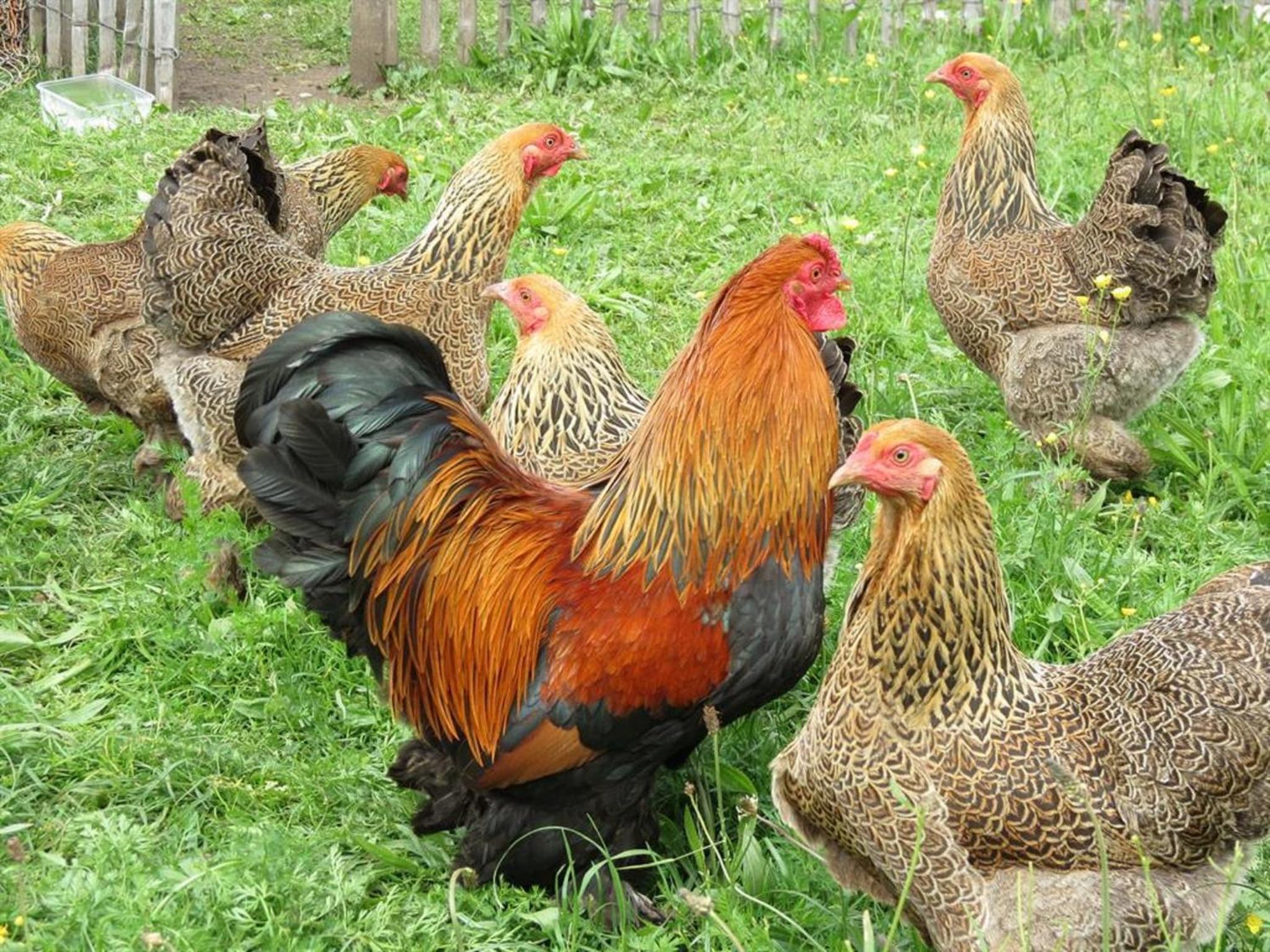 Ferienwohnungen Zum Baur