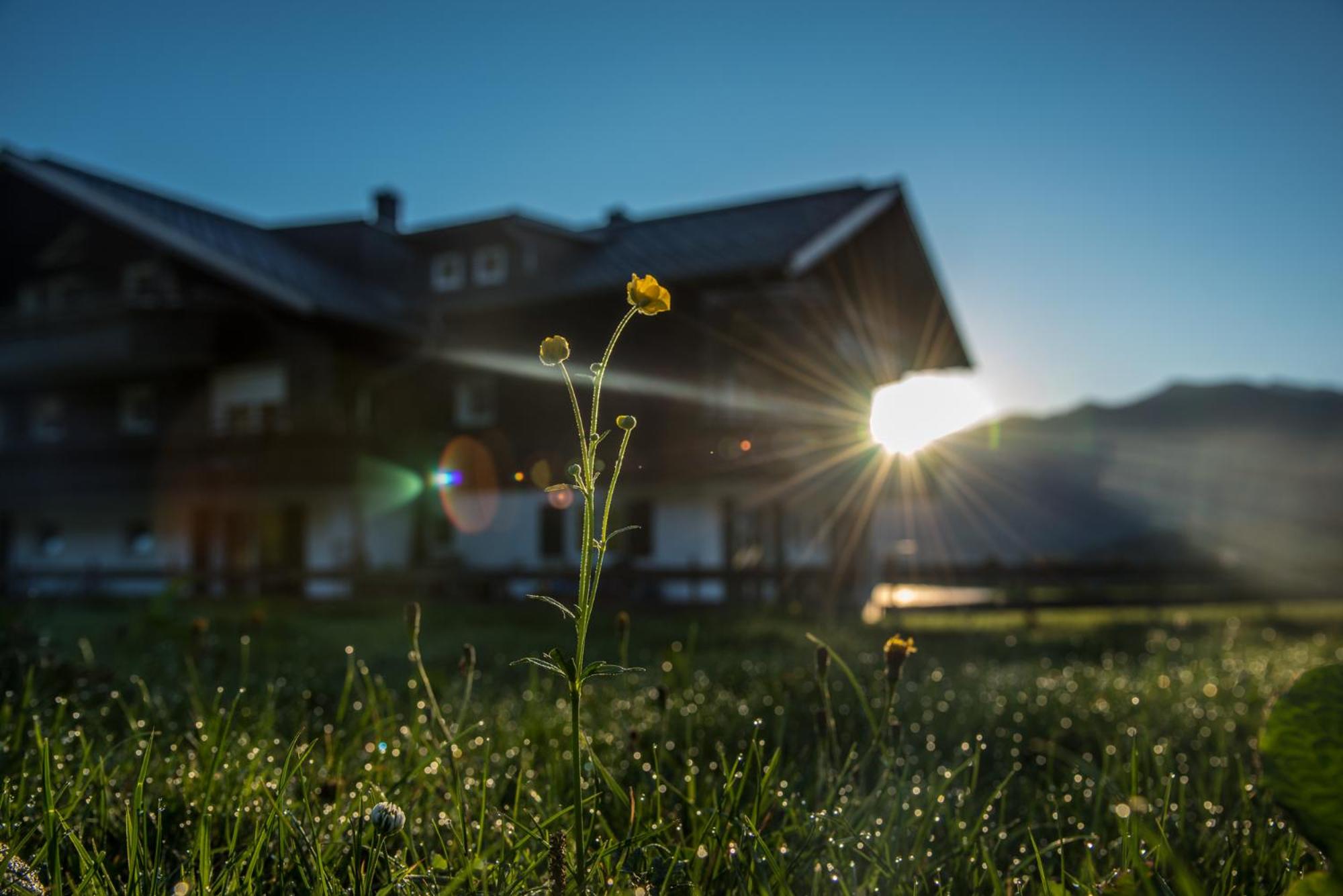 Alpenhaus Steiner - Top-Ferienwohnungen - Sommer-Bergbahn inklusive