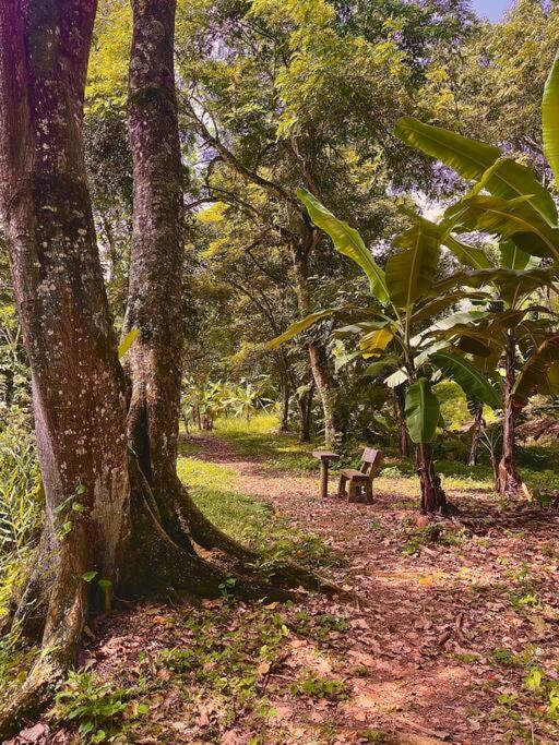 BooHouse - A Wild Cabin in Colombia