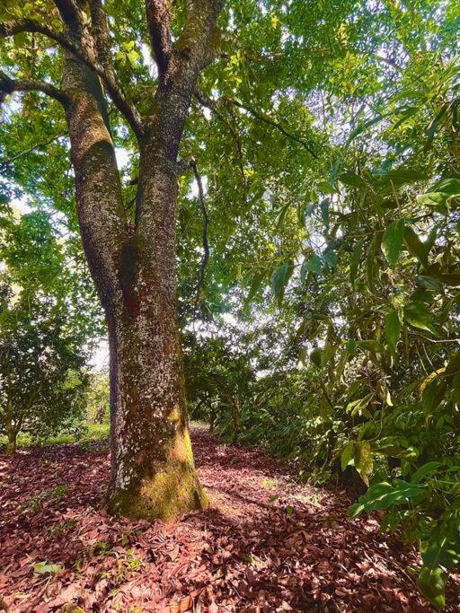 BooHouse - A Wild Cabin in Colombia