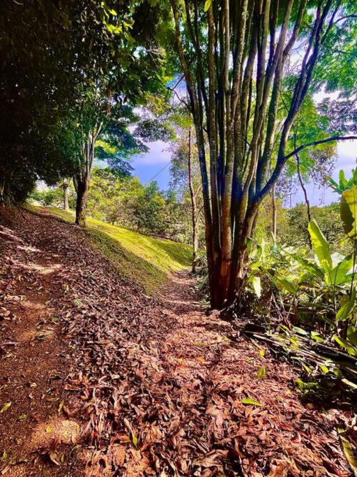BooHouse - A Wild Cabin in Colombia