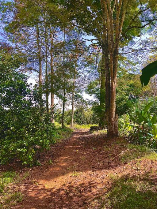 BooHouse - A Wild Cabin in Colombia