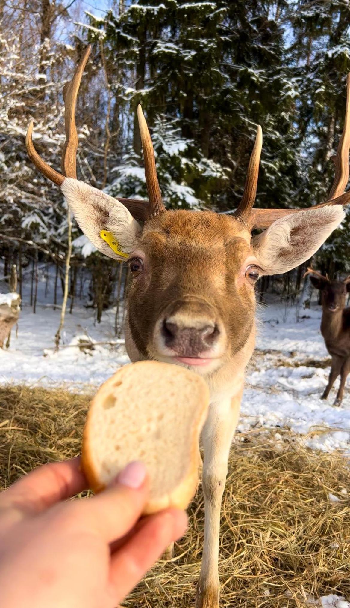 Pilskalni