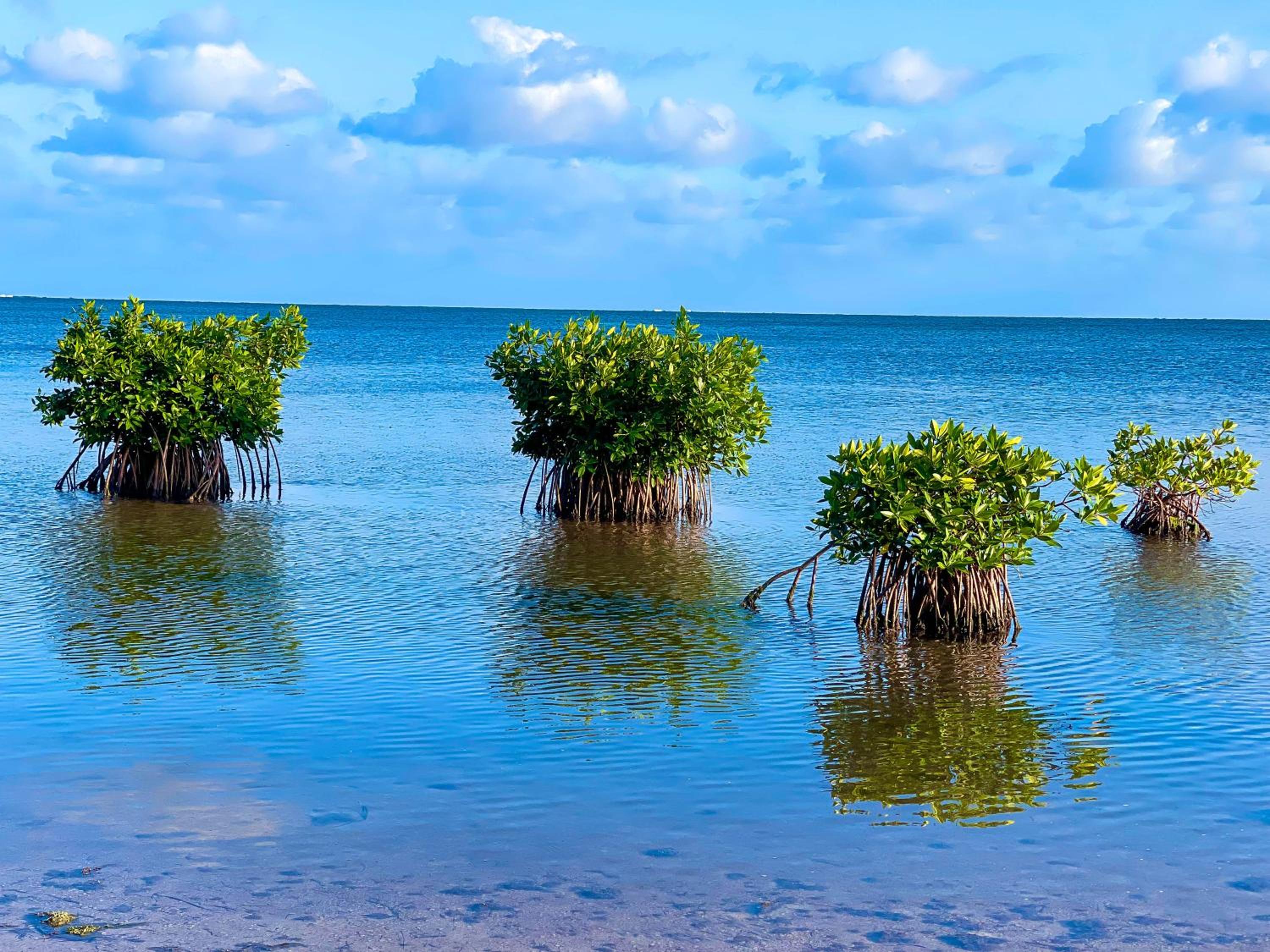 Akuazul Resorts Adults Only