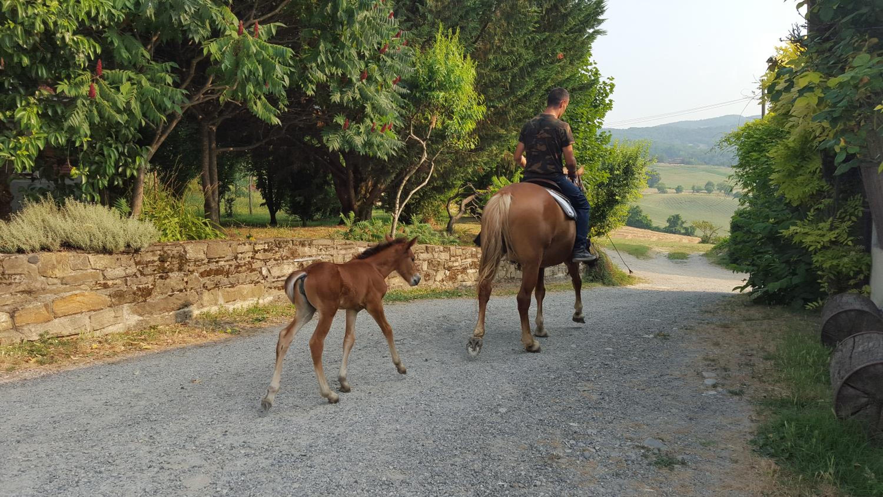 Agriturismo Corte del Gallo view 5