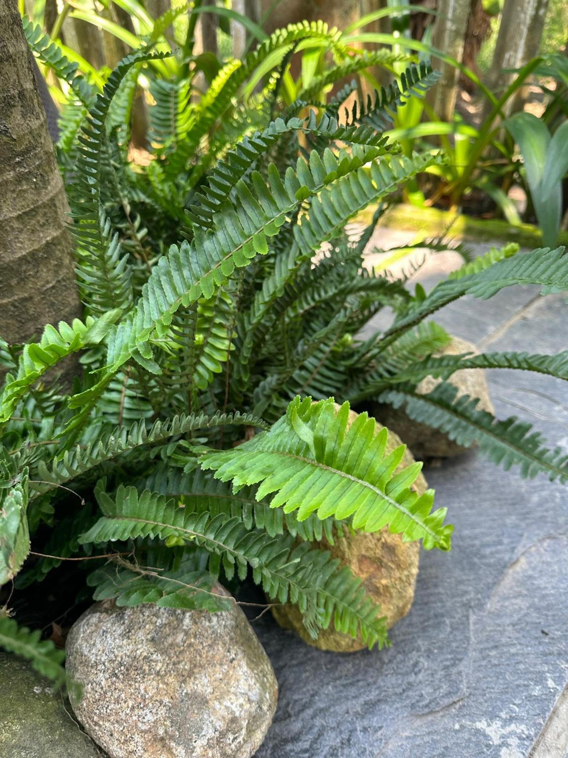 Water Palm Residence