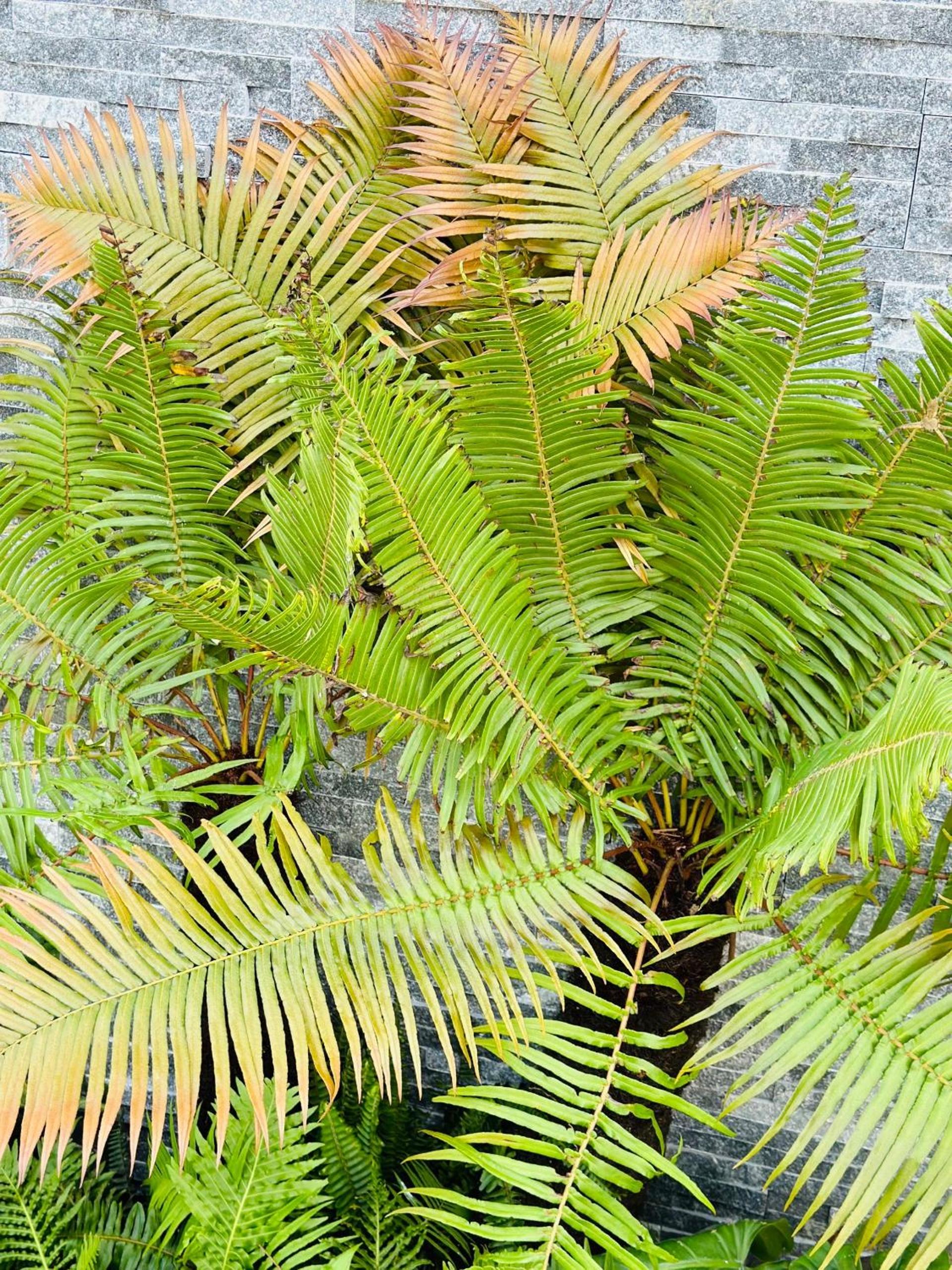 Water Palm Residence