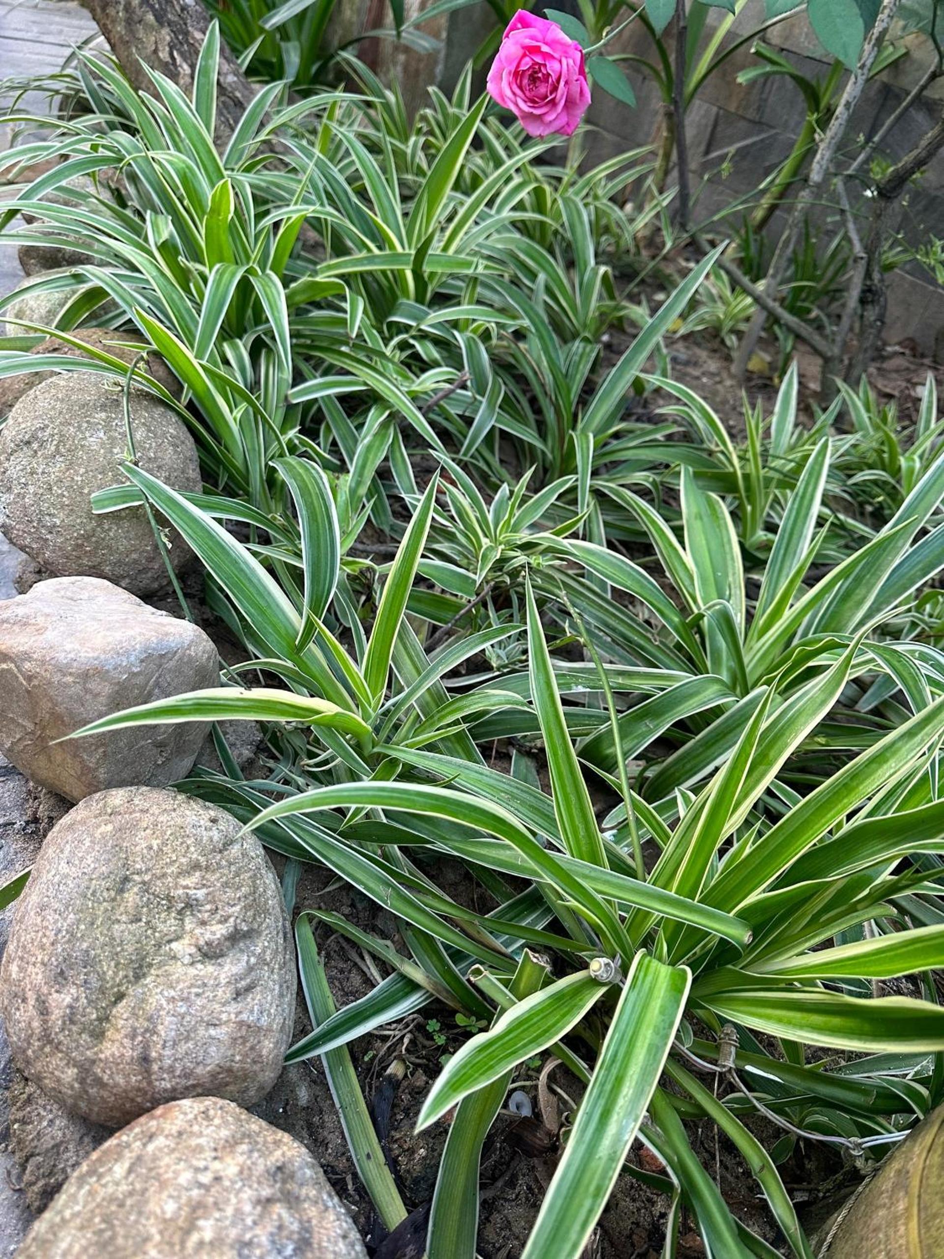Water Palm Residence