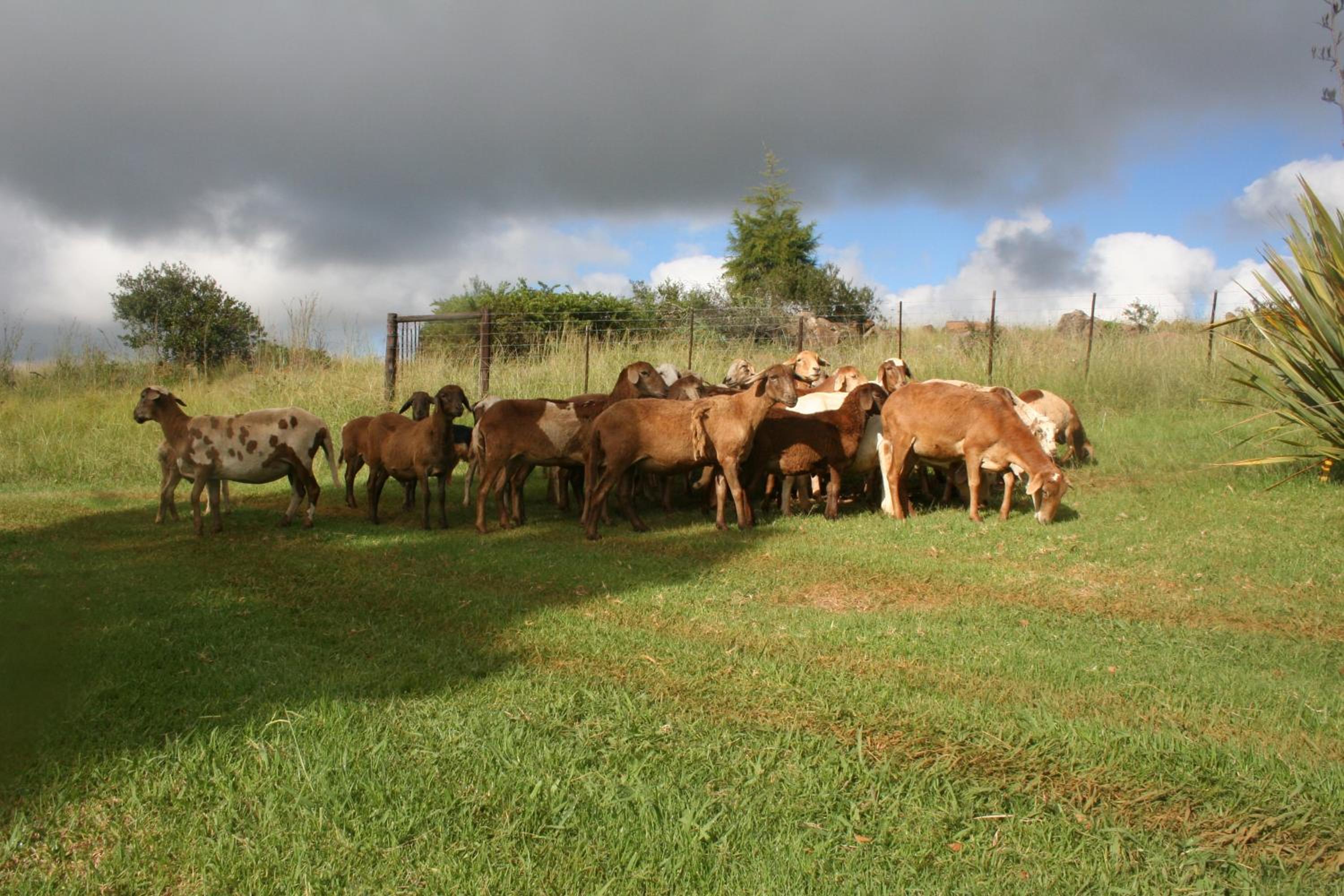 Photo 44