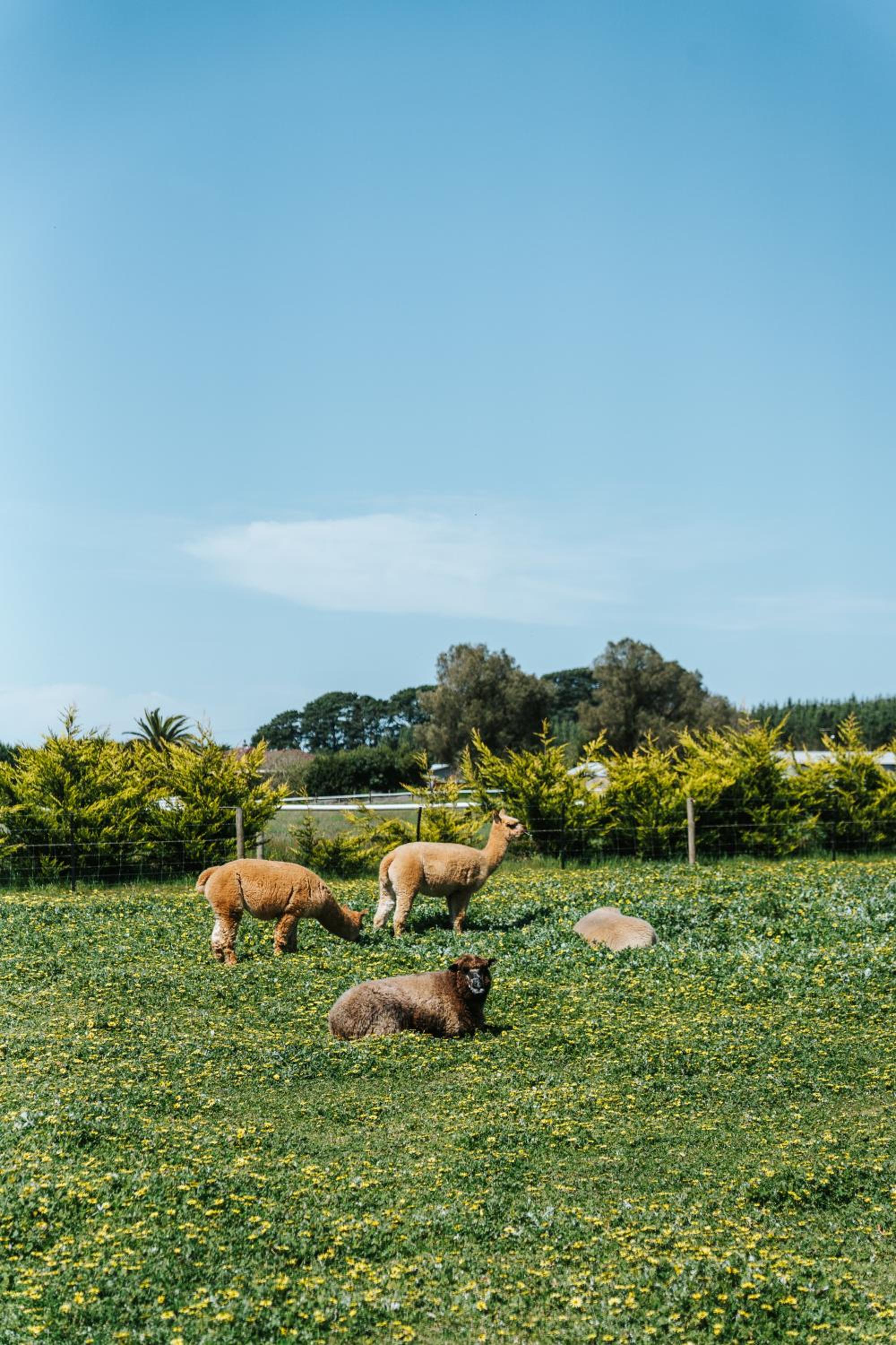 Kookaburra Cottage - 10 minutes from Mount Gambier CBD