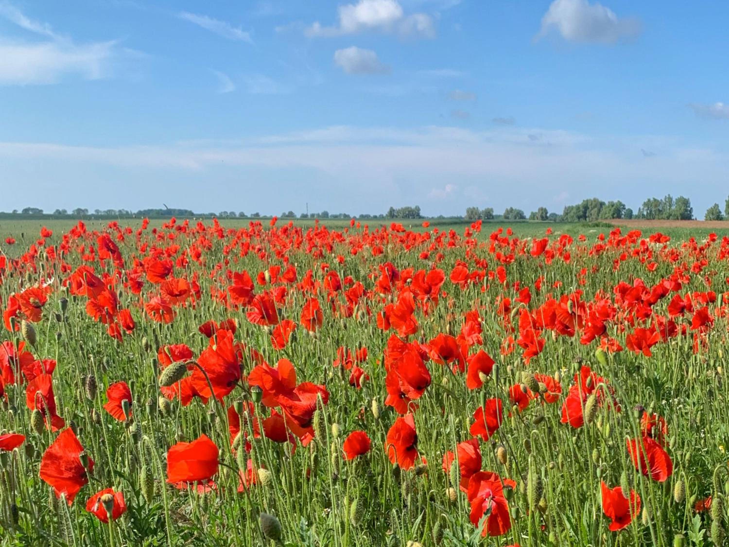 Ferienwohnungen Klein Kapelle