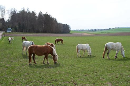 Ferienhaus Spycher im Emmental