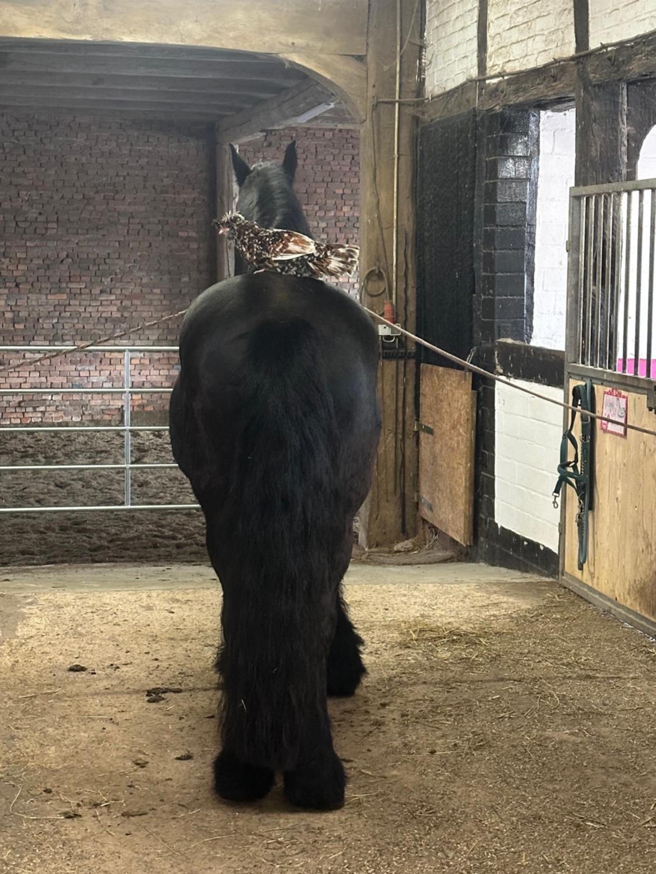 FeWo im Reit- und Ponyparadies Roos