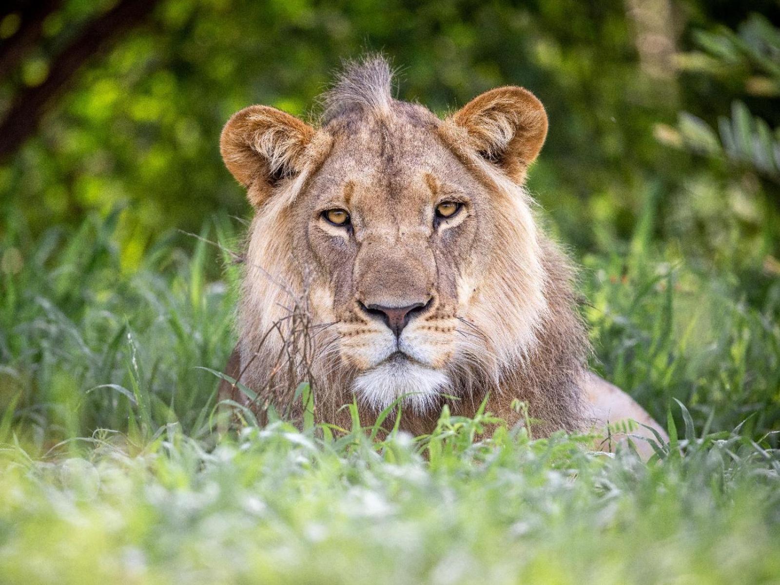 Evolve Back Kalahari