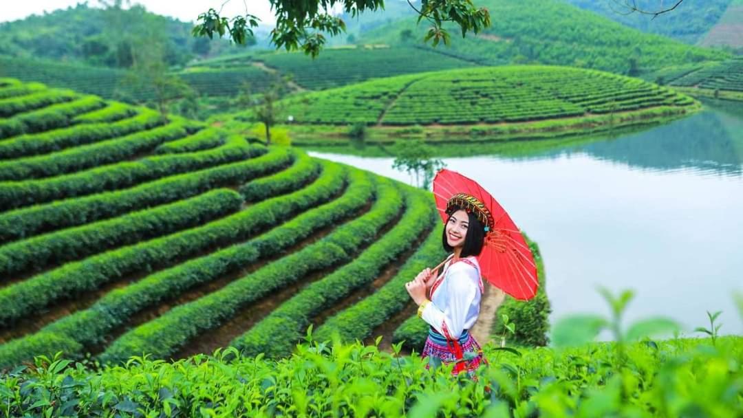 Đảo Chè Thanh Chương - Homestay Gió Lào view 4