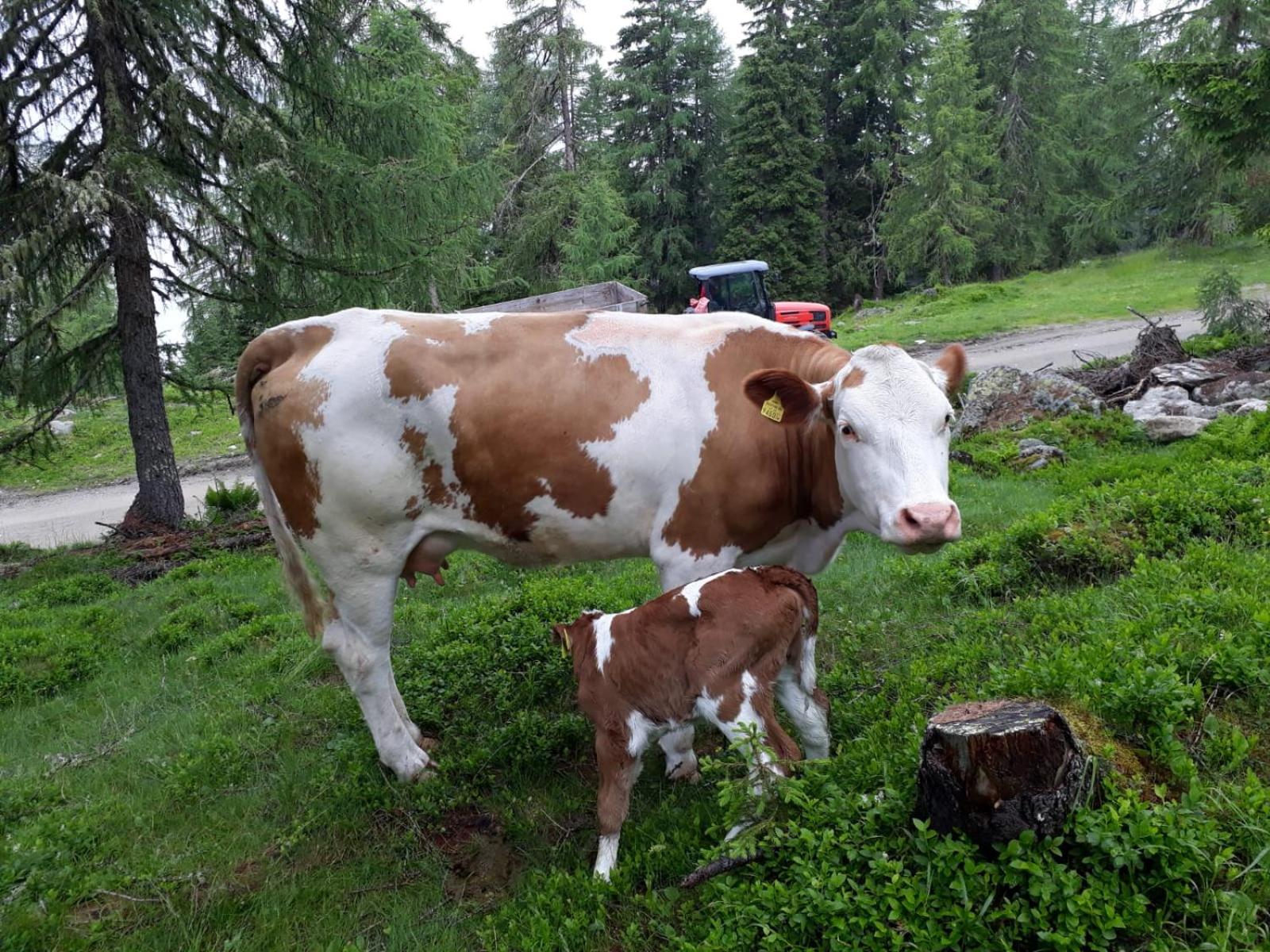 Straganzhof