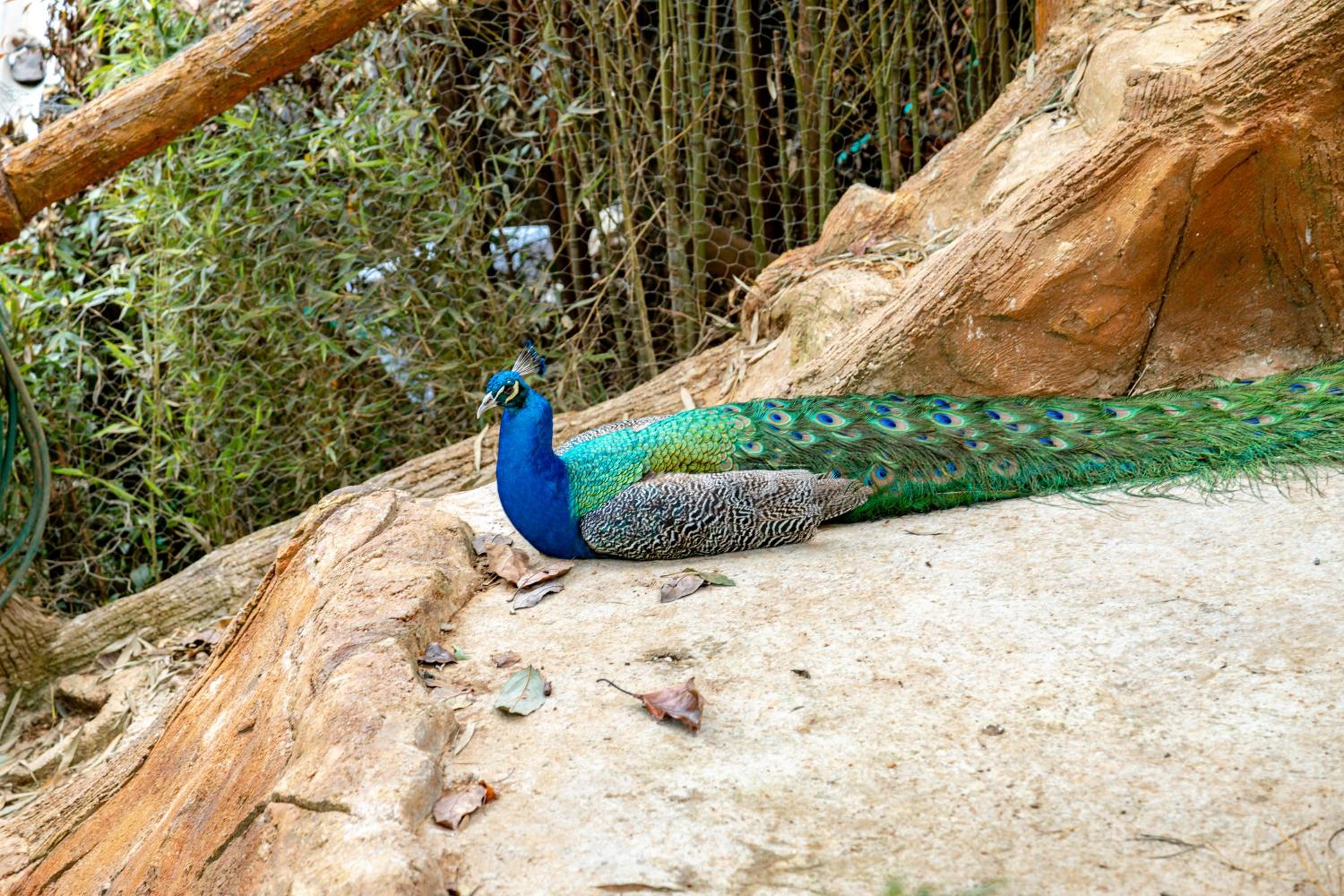 Zen Medellin MAYA