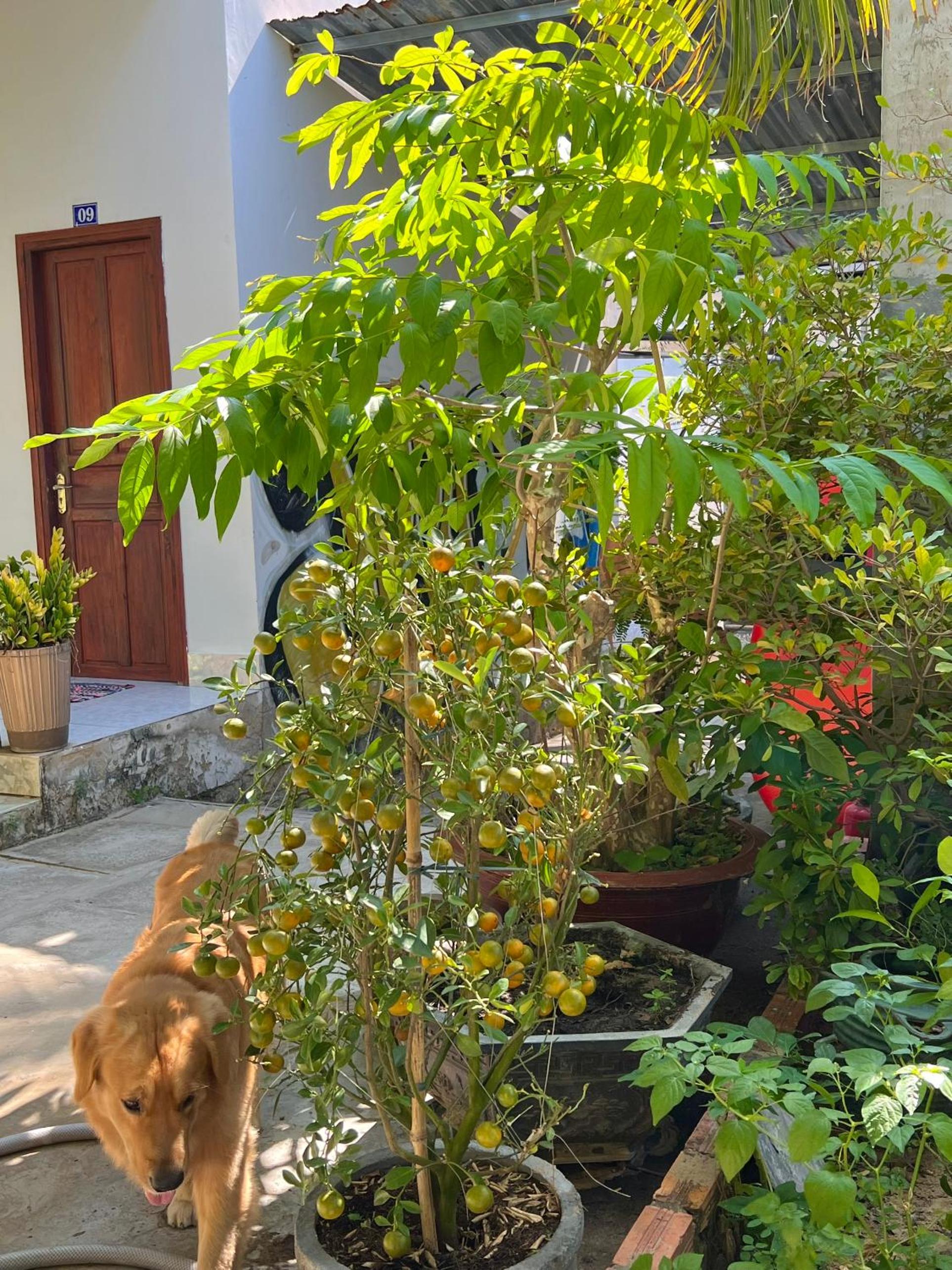 Thao Vi Guest House Duc Thao