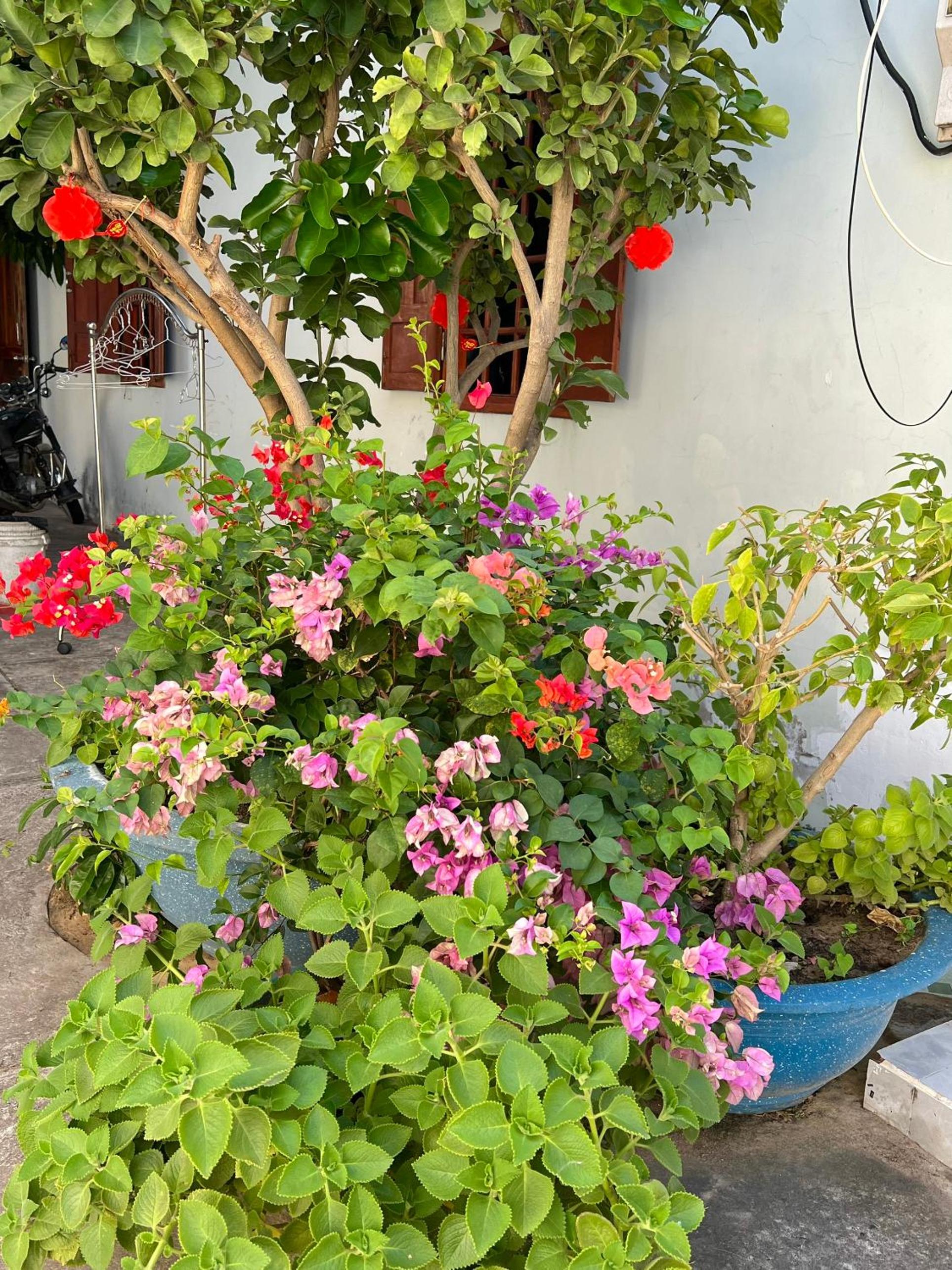 Thao Vi Guest House Duc Thao
