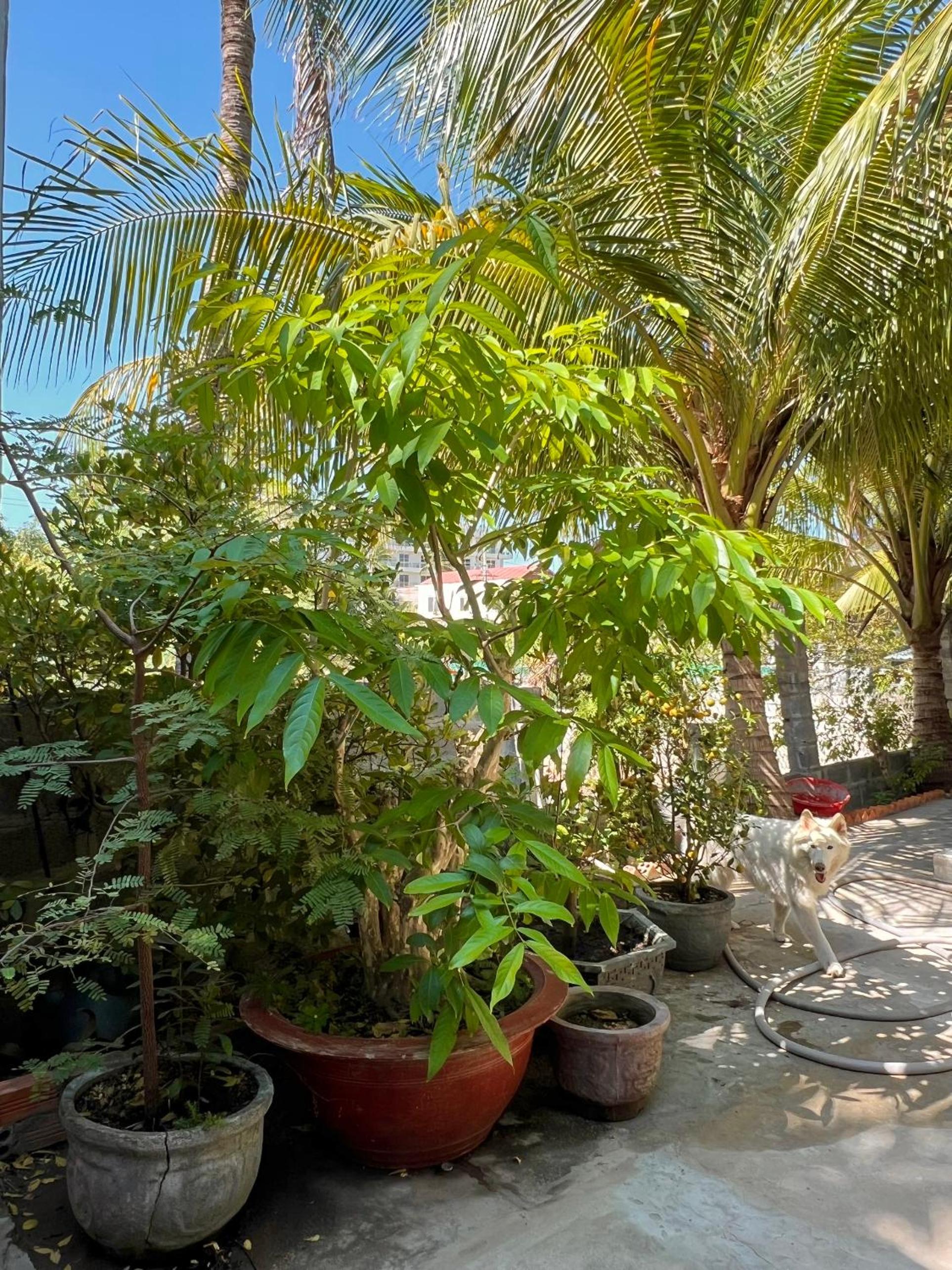Thao Vi Guest House Duc Thao