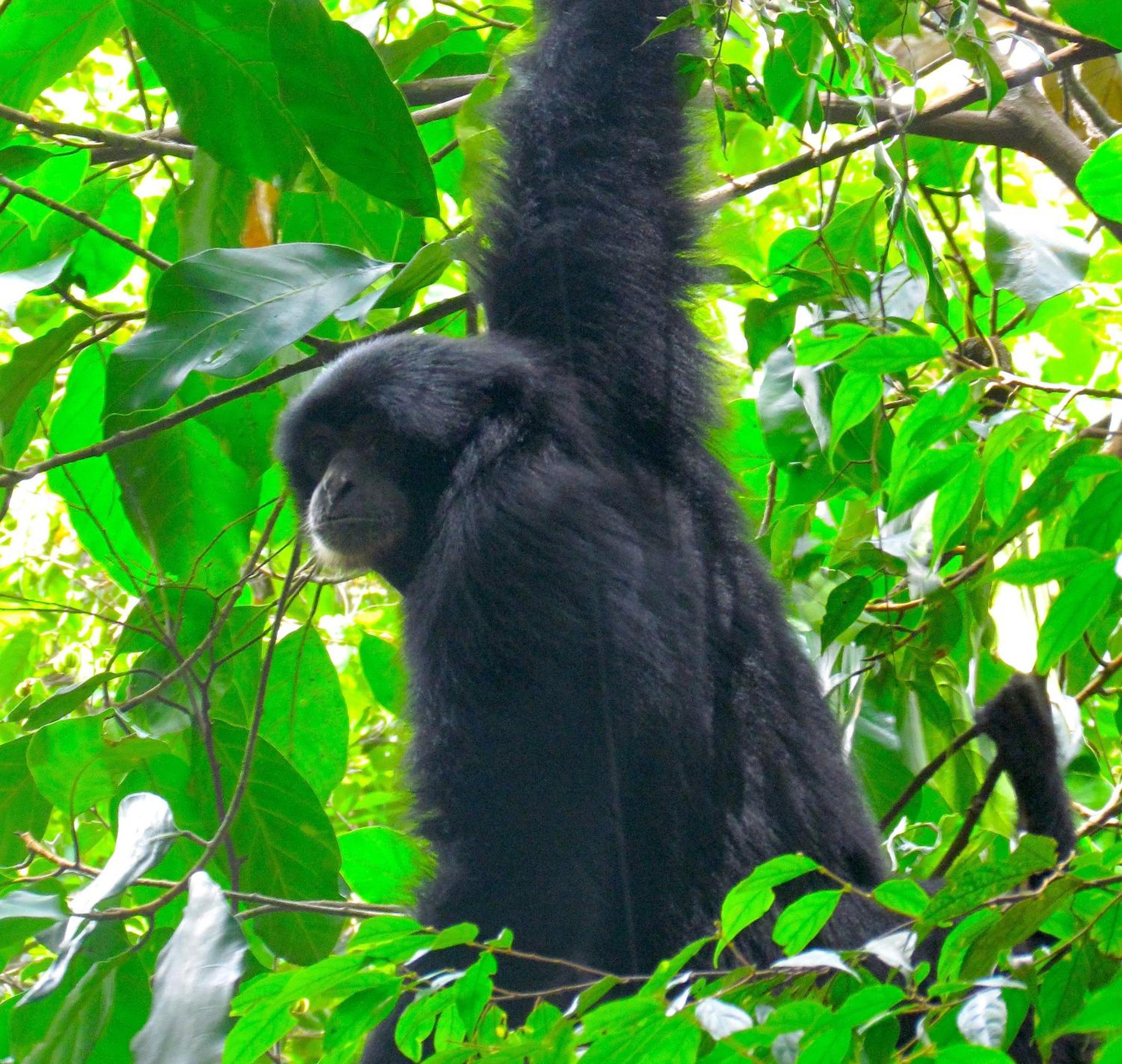 EcoTravel Cottages Bukit Lawang & Jungle Trekking