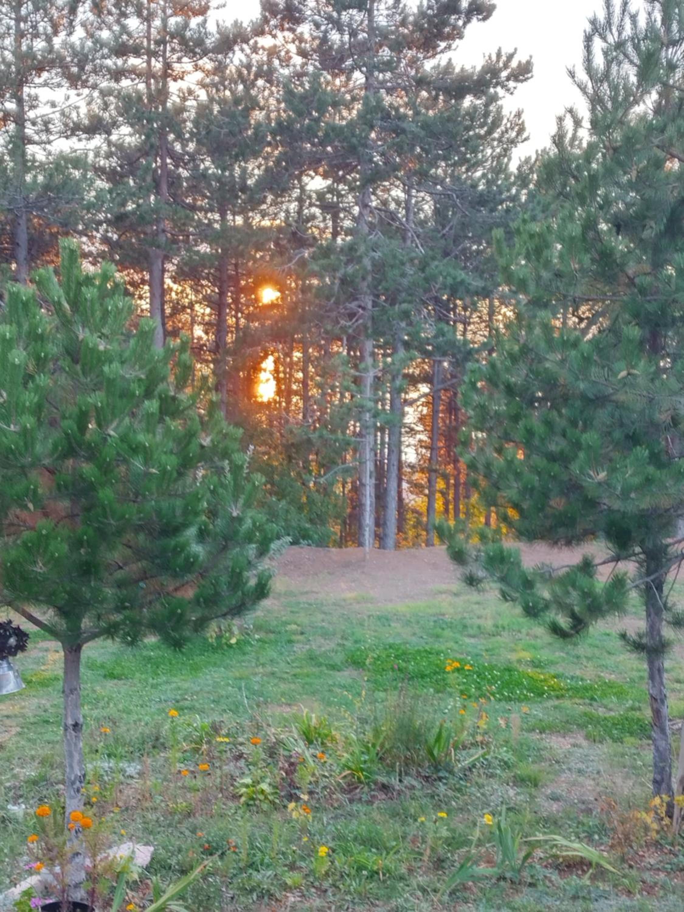 Pine dream view 5