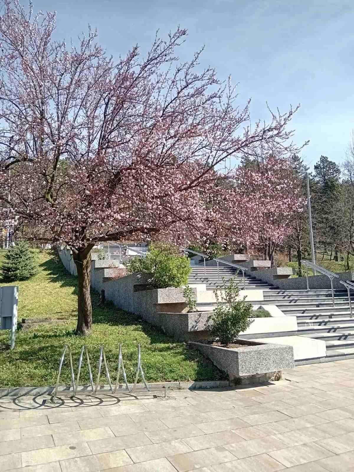 AS apartman Panonica