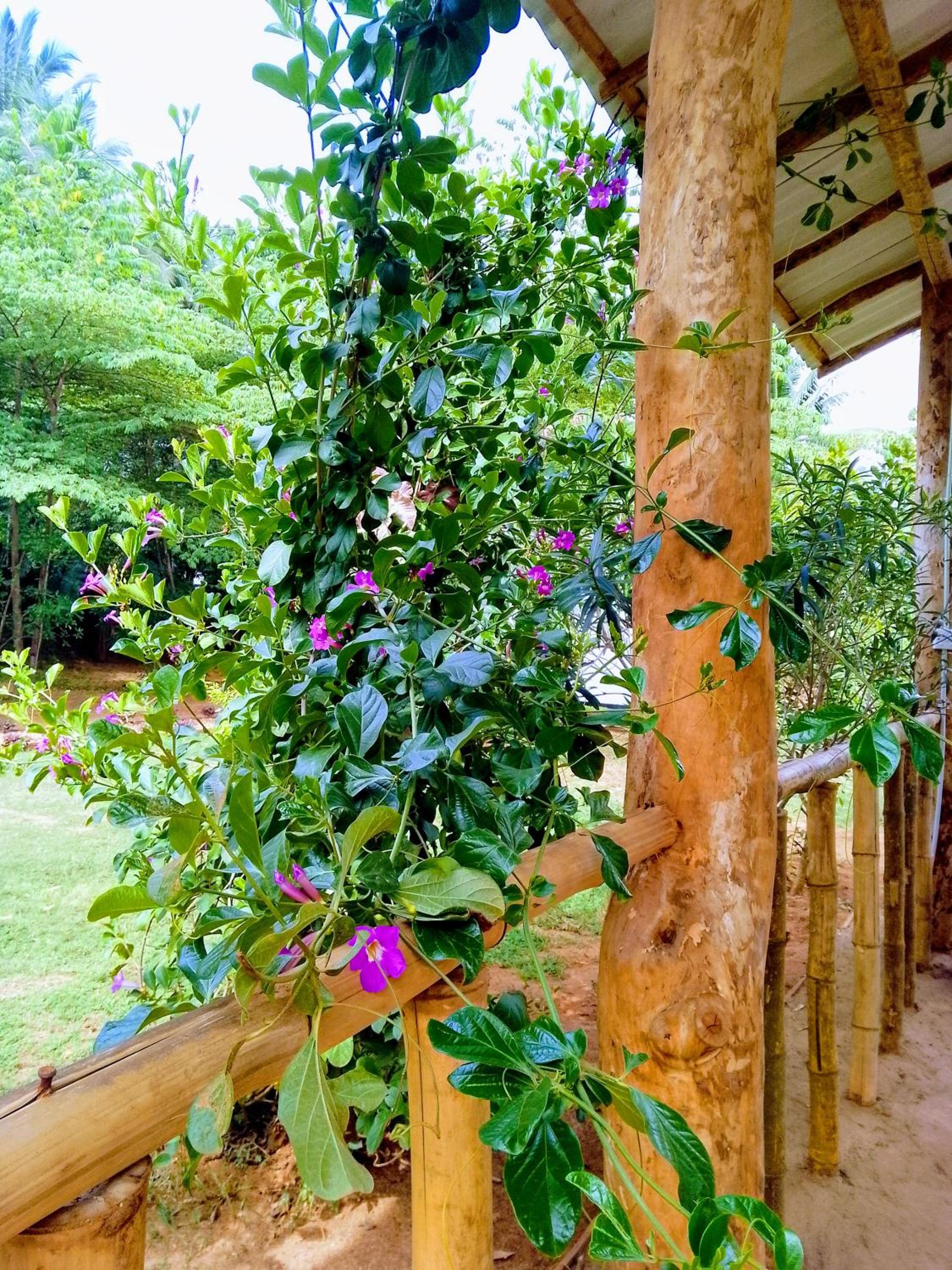 Banana Shade Cottage