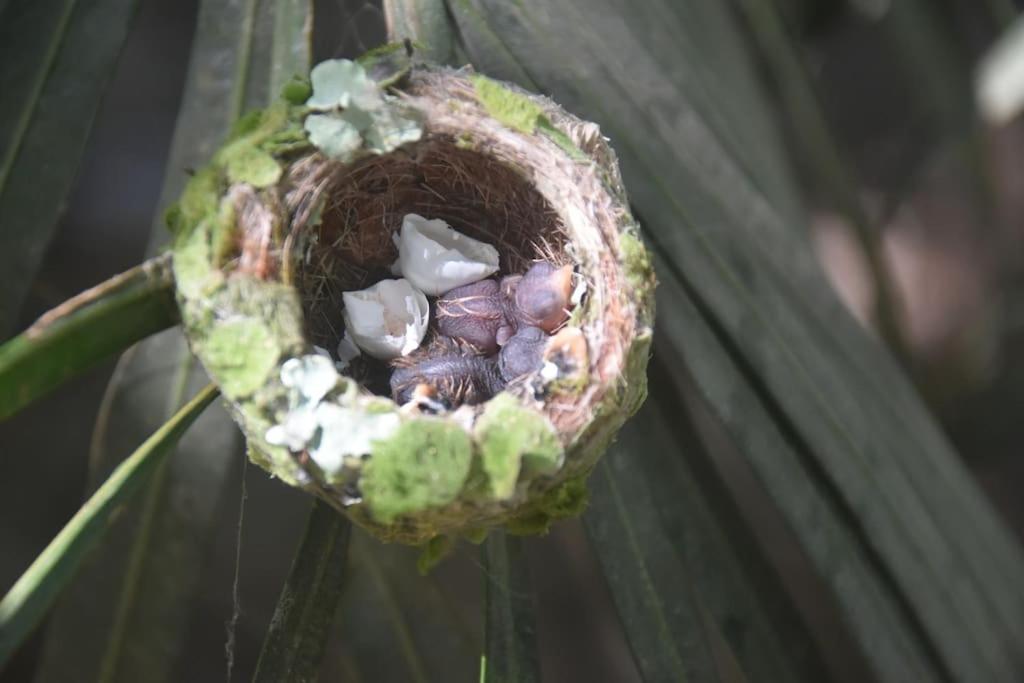 Eco Lodge near Corcovado, 400m to Beach on a Peaceful Private Reserve