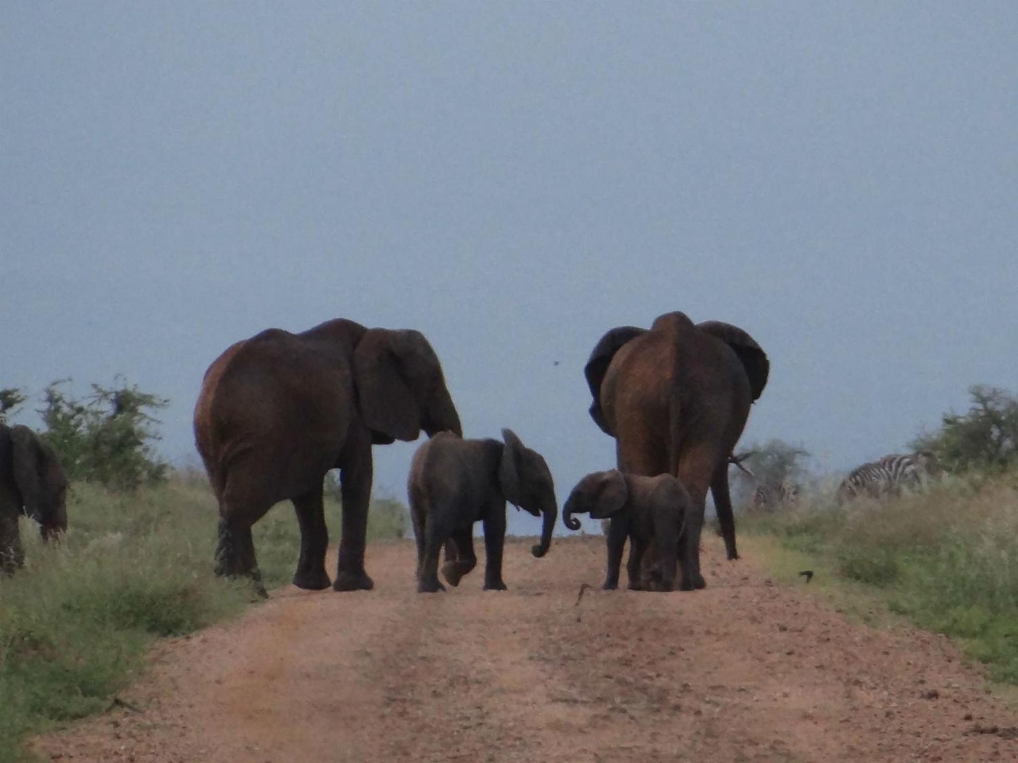 Ikweta Safari Camp