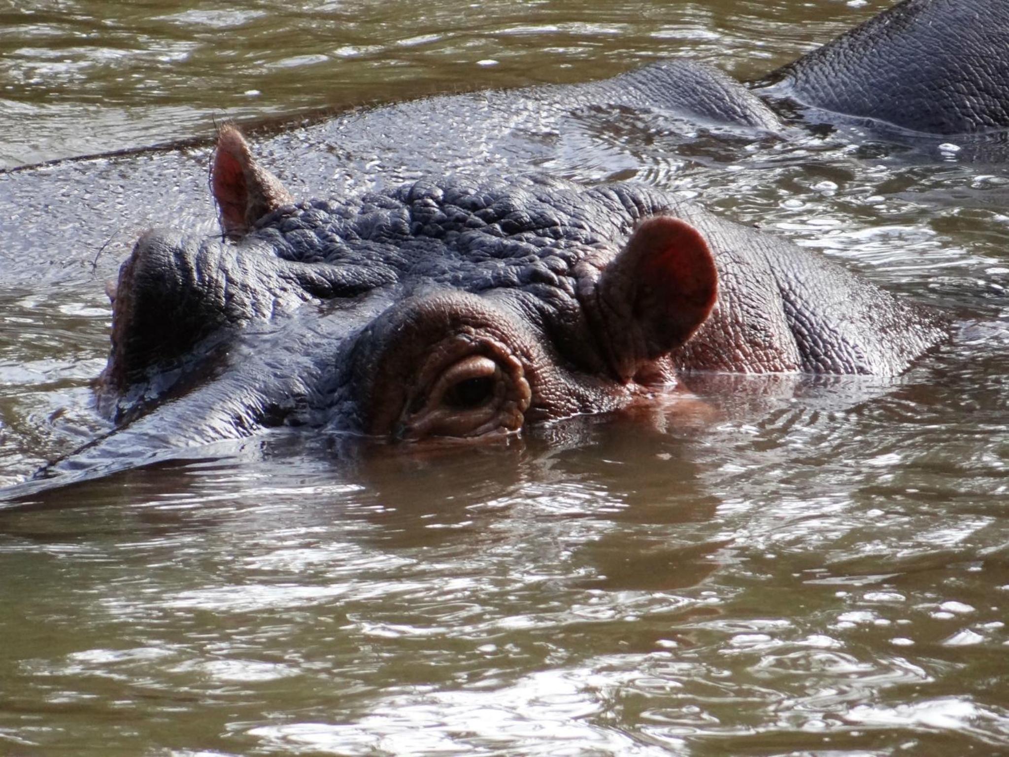 Ikweta Safari Camp