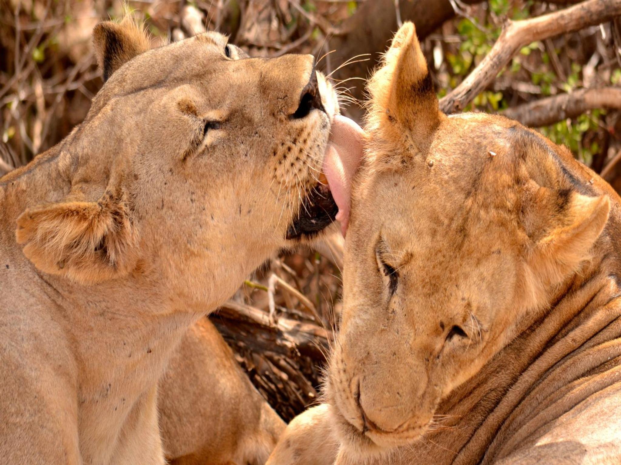 Ikweta Safari Camp