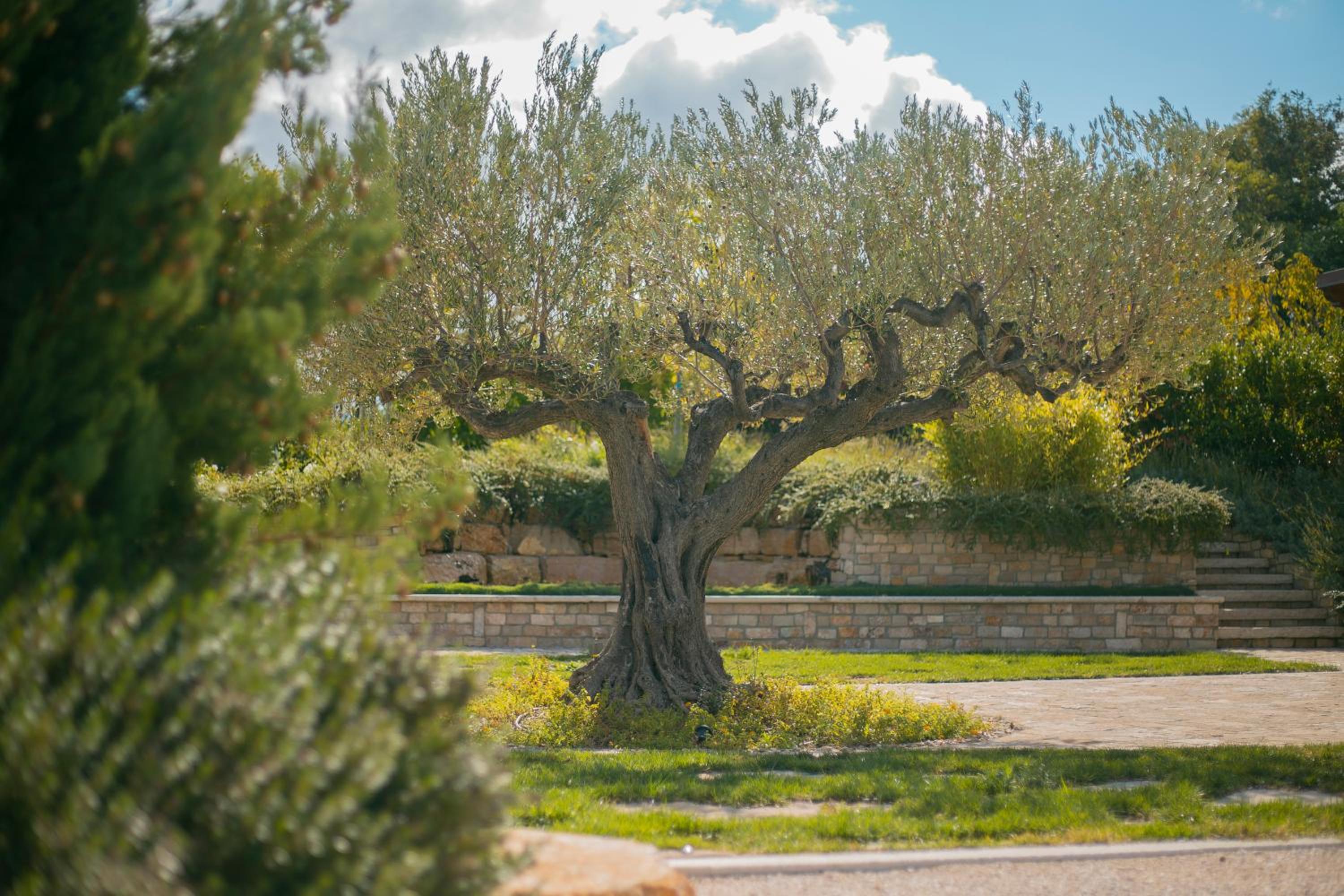 Colle degli ulivi Green Resort view 4