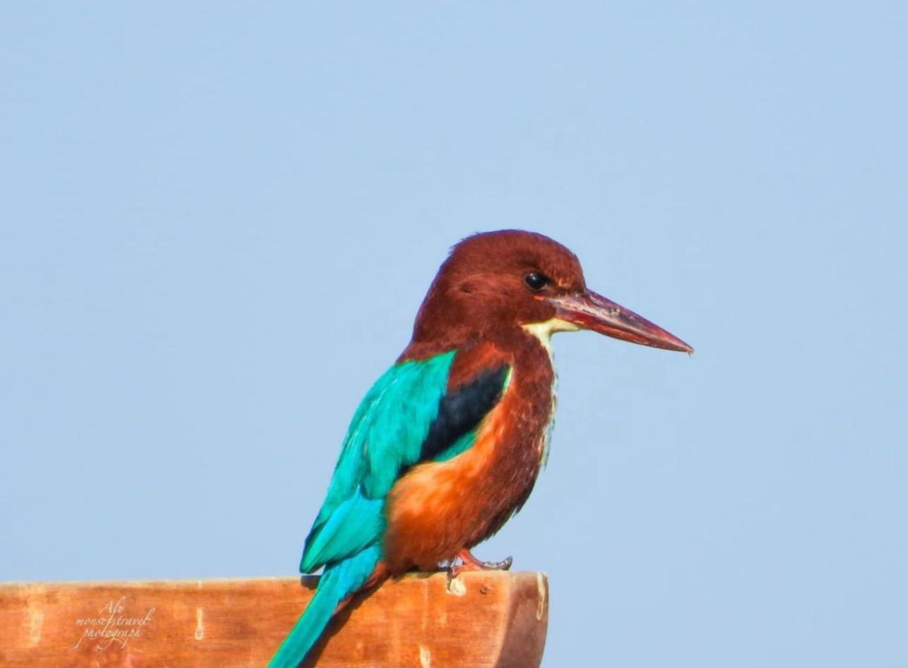 Photo 45
