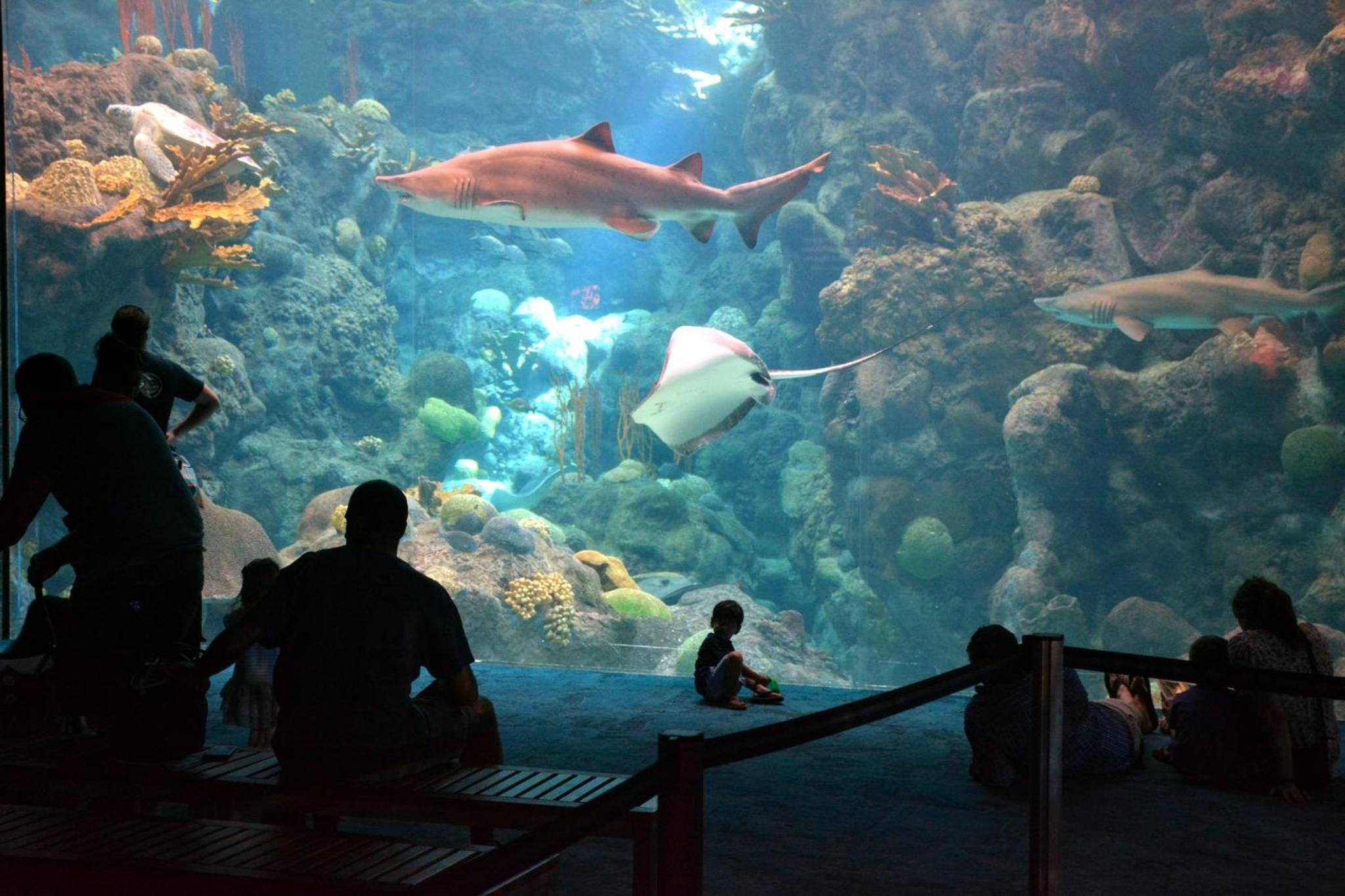 Wonderkoi - Oasis with Pool and Koi Ponds in Miami