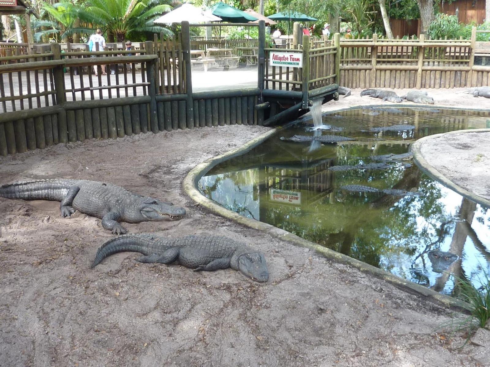 Wonderkoi - Oasis with Pool and Koi Ponds in Miami