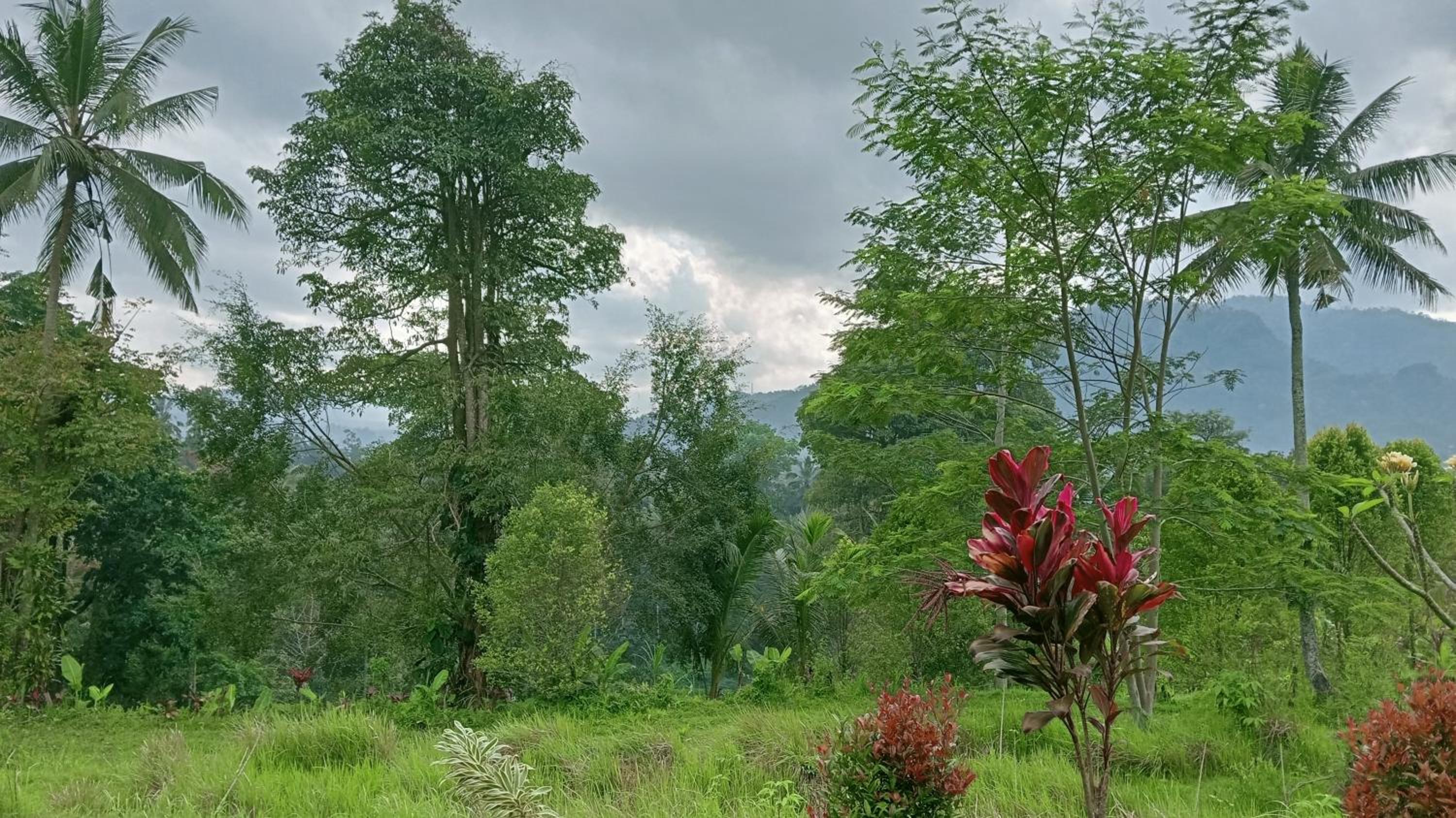 Umedevasya