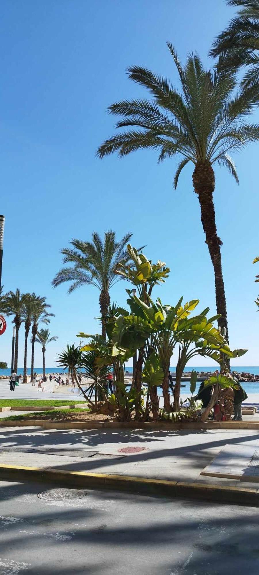 Seaview Torrevieja CityCenter CuraBeach 50m Apartment
