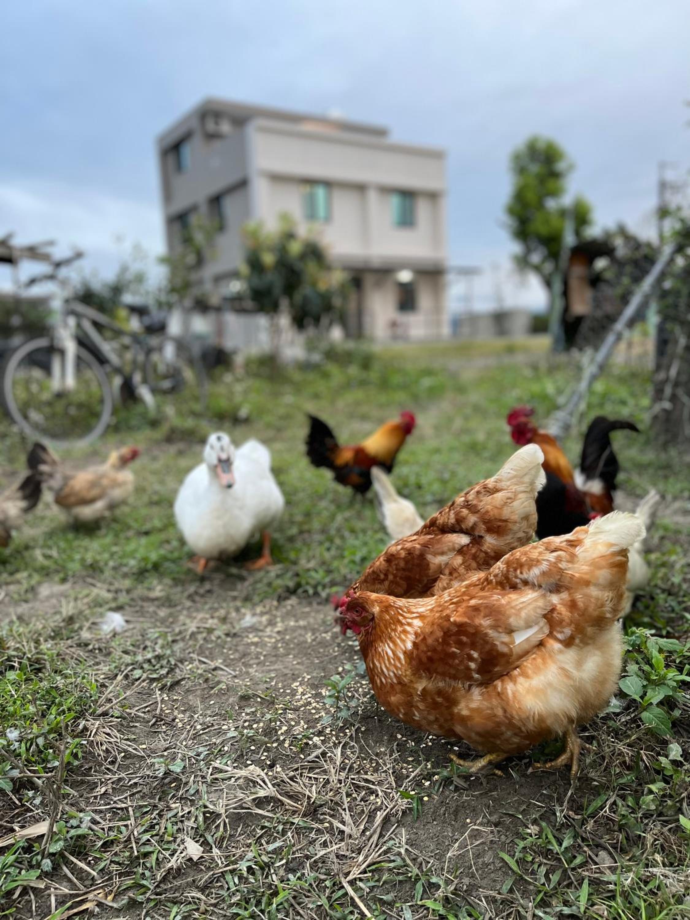 楠山民宿Nanshan B&B view 4