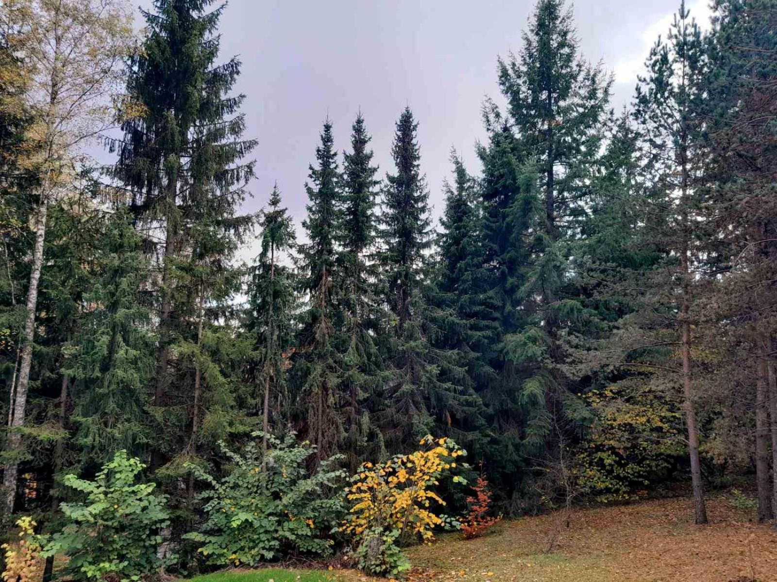 Pine tree cottage view 4