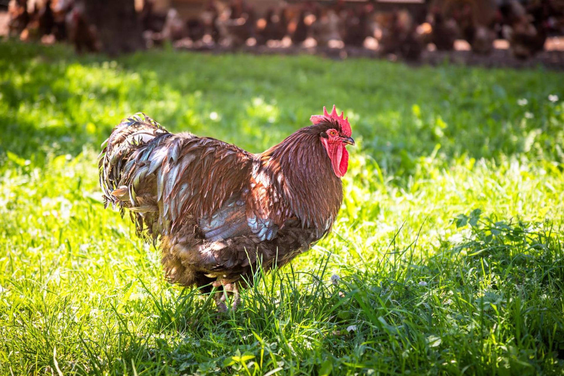 Stillinghof