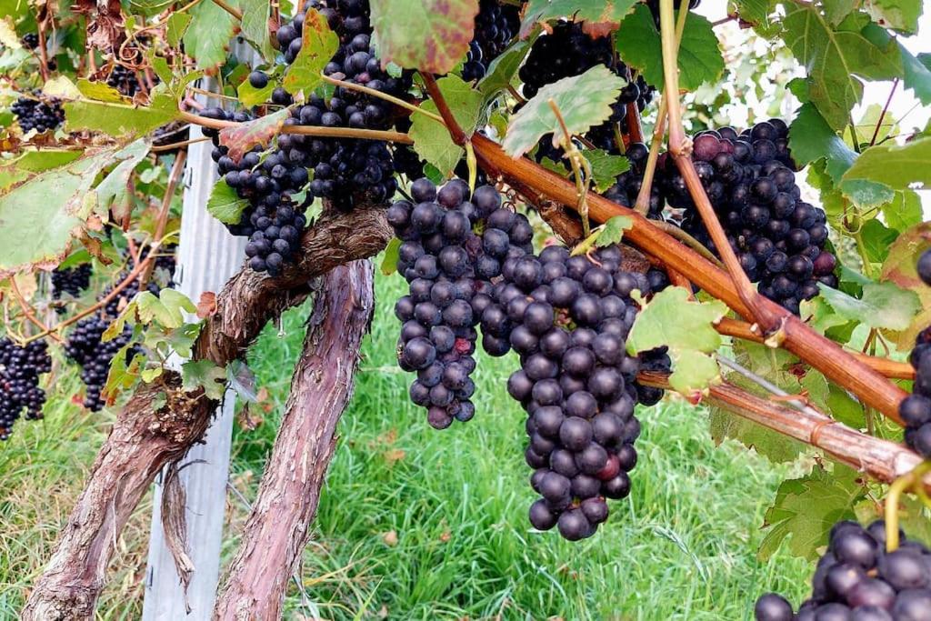 Naturjuwel inmitten der Weinberge