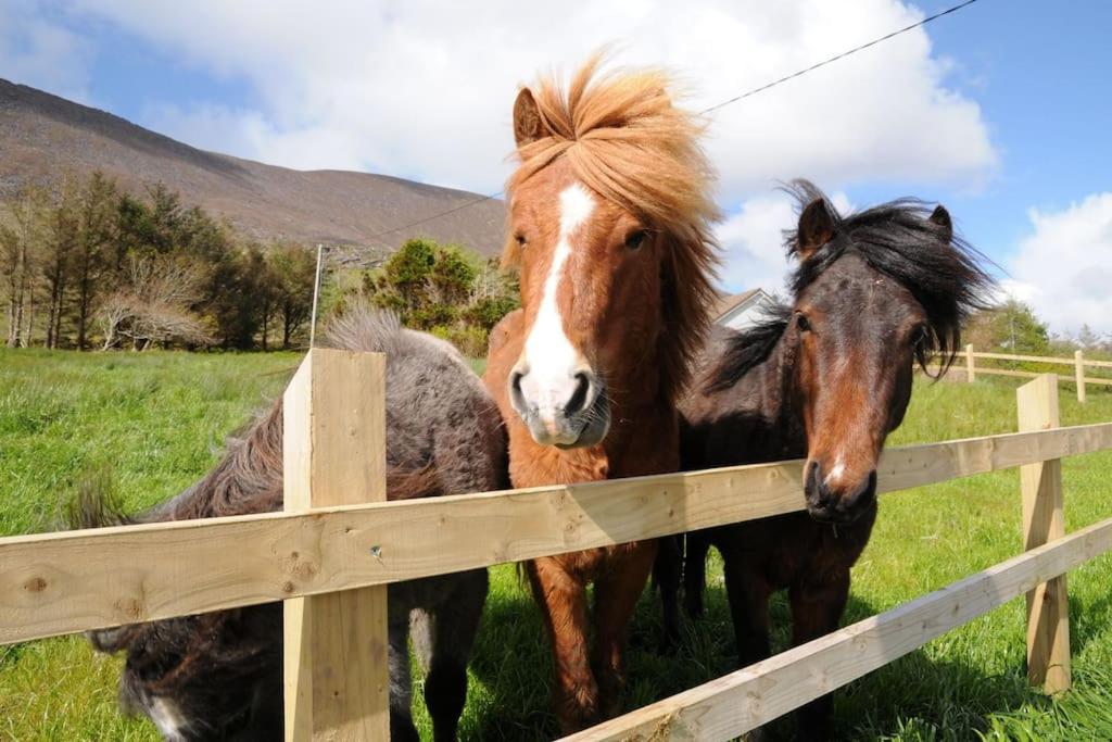Cottage Skelligs Coast, Ring of Kerry view 5