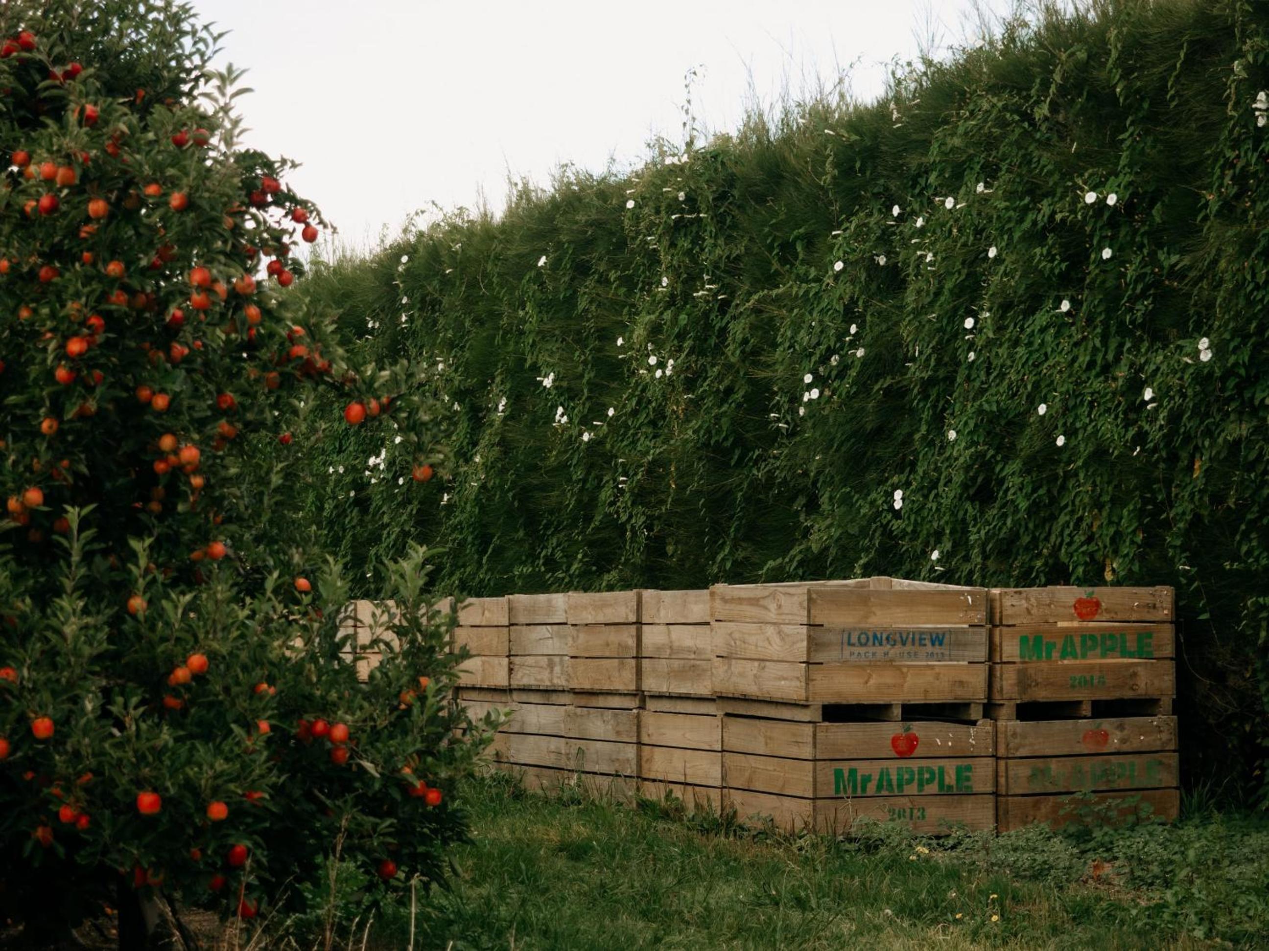 Grassmere Orchard by Tiny Away view 5