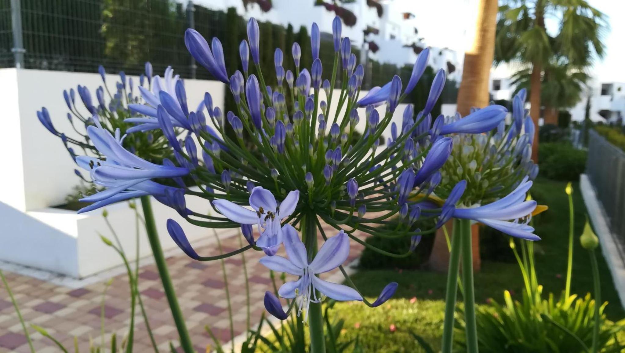 Agapanthus apartamento de lujo