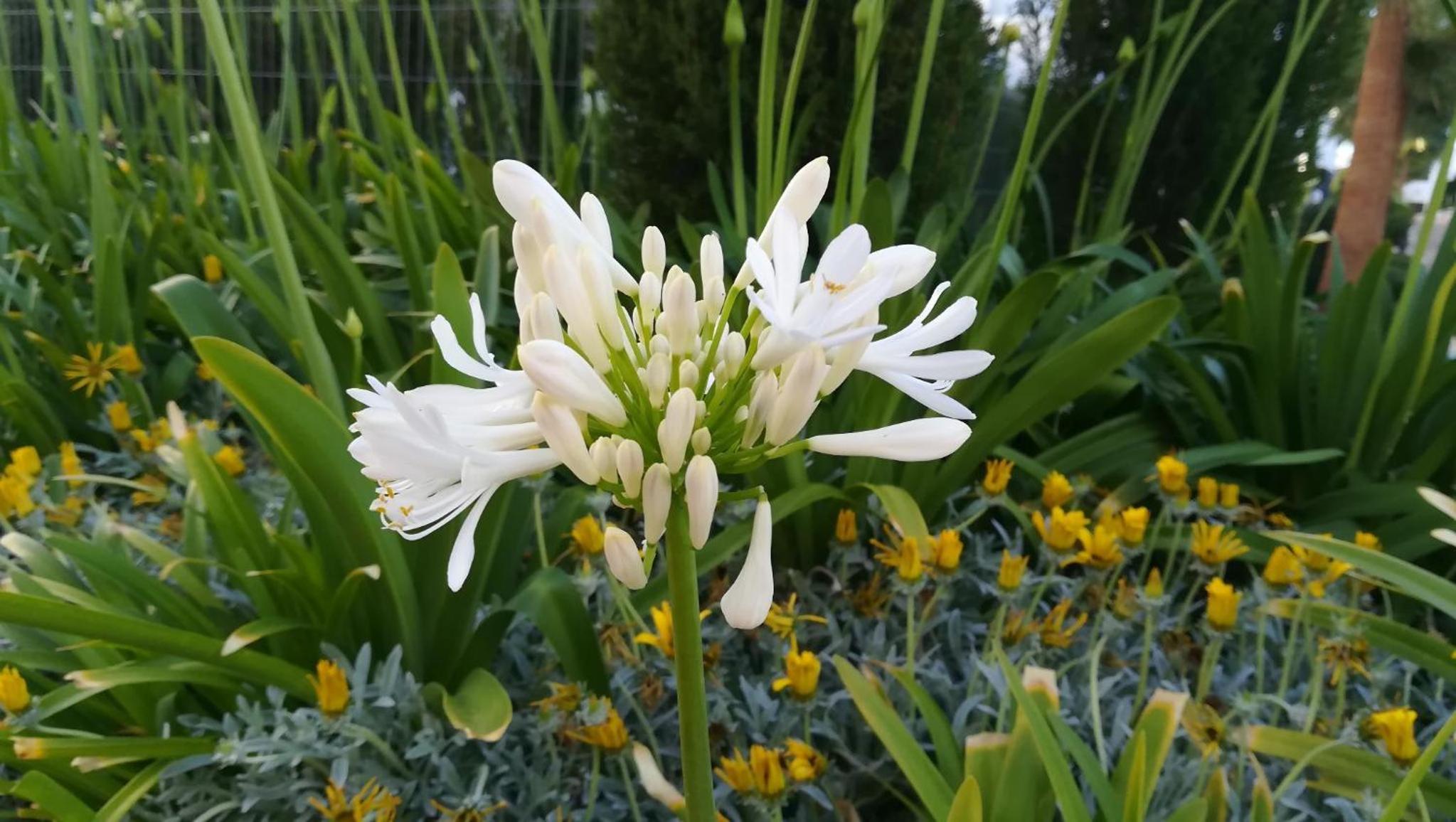 Agapanthus apartamento de lujo