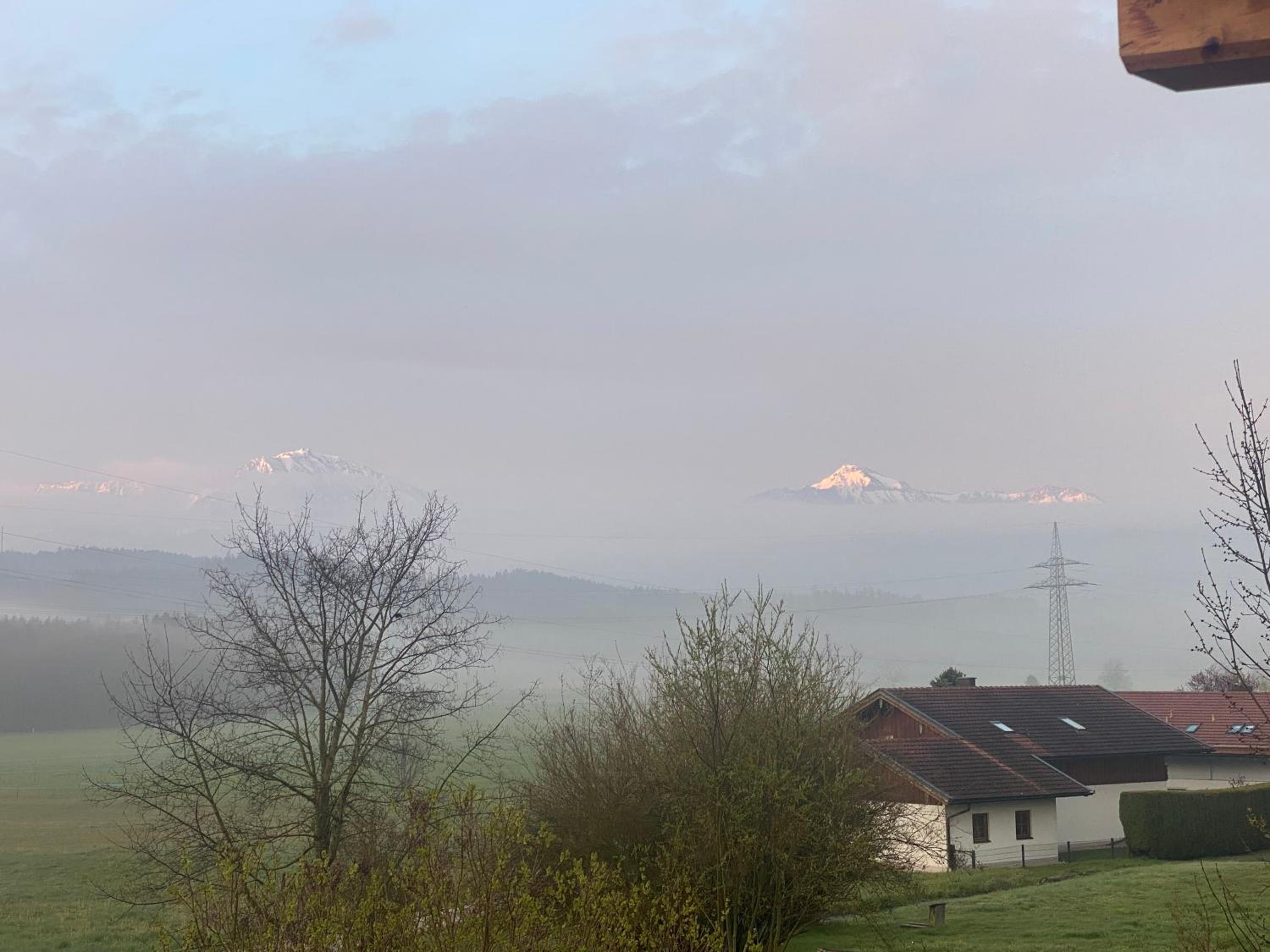 Taubennest