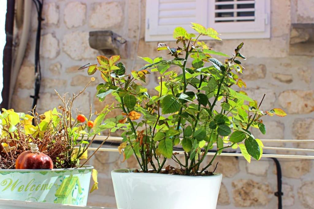 Apartment Roko, Dubrovnik old town